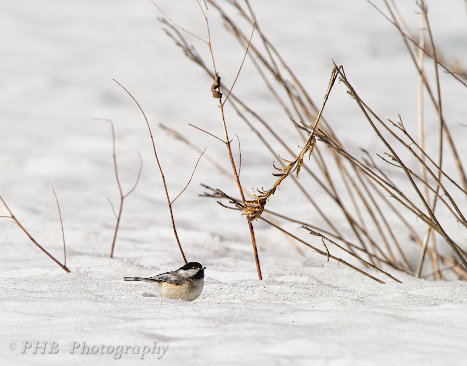 Black-capped Chickadee