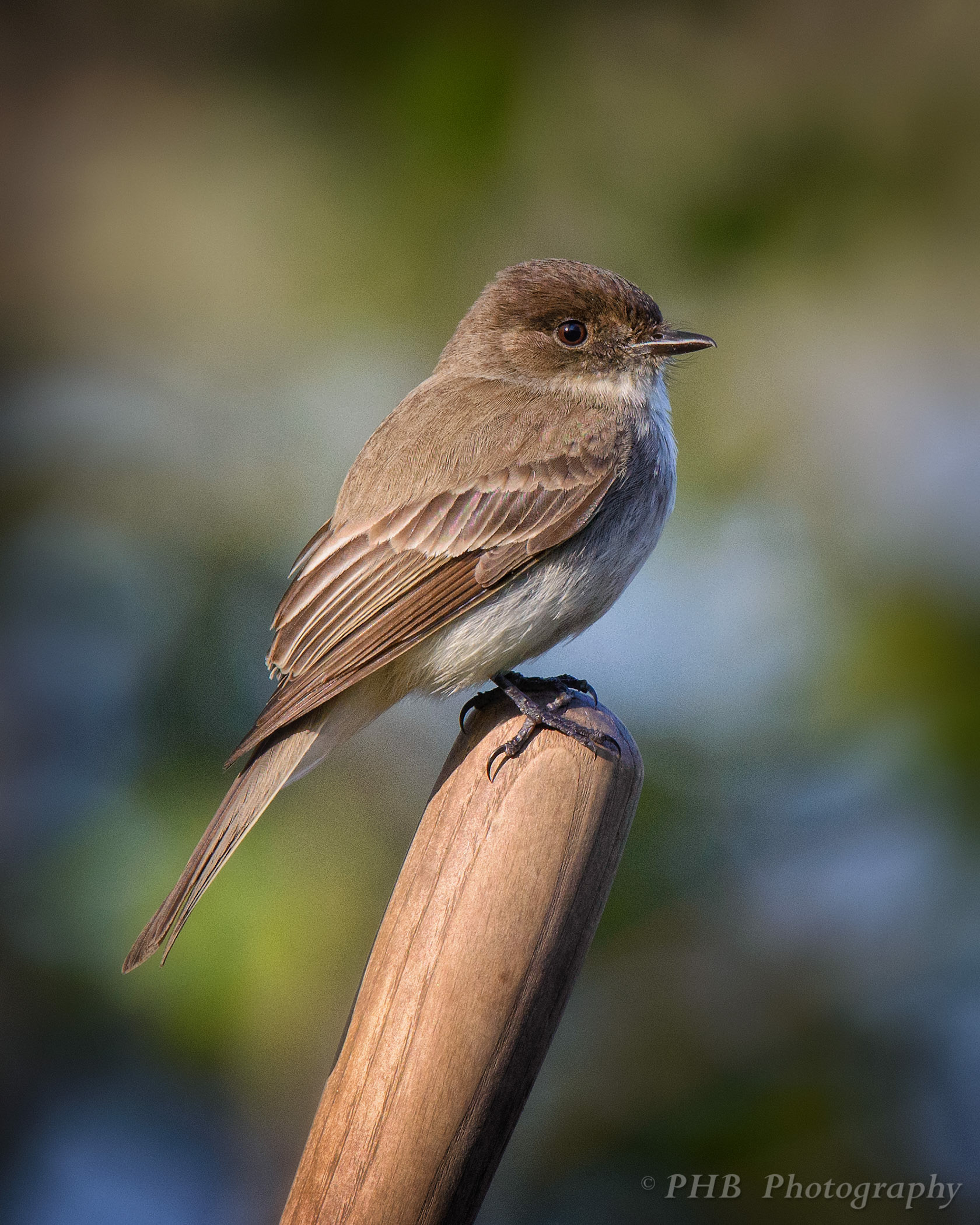 Eastern Phoebe