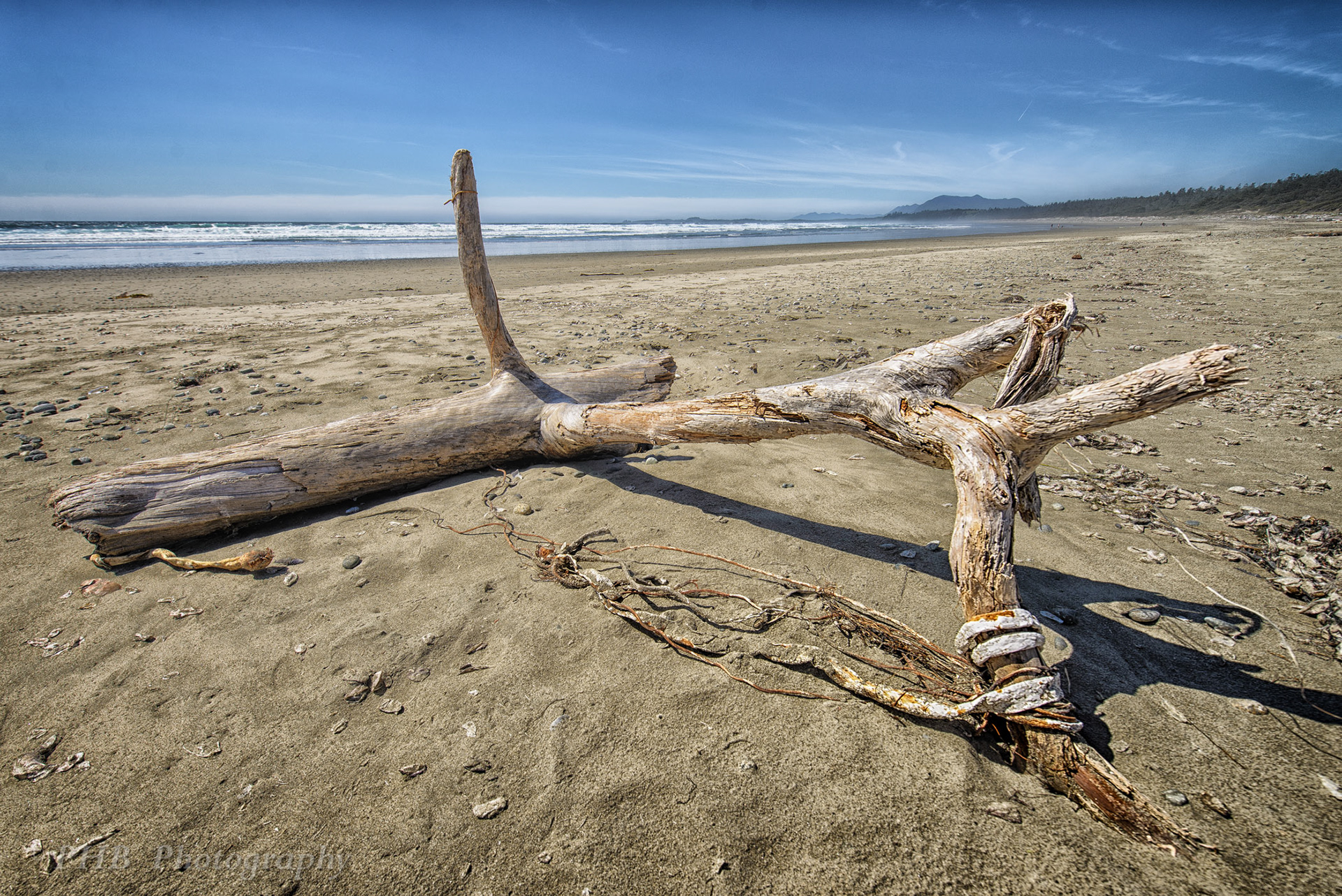 Driftwood