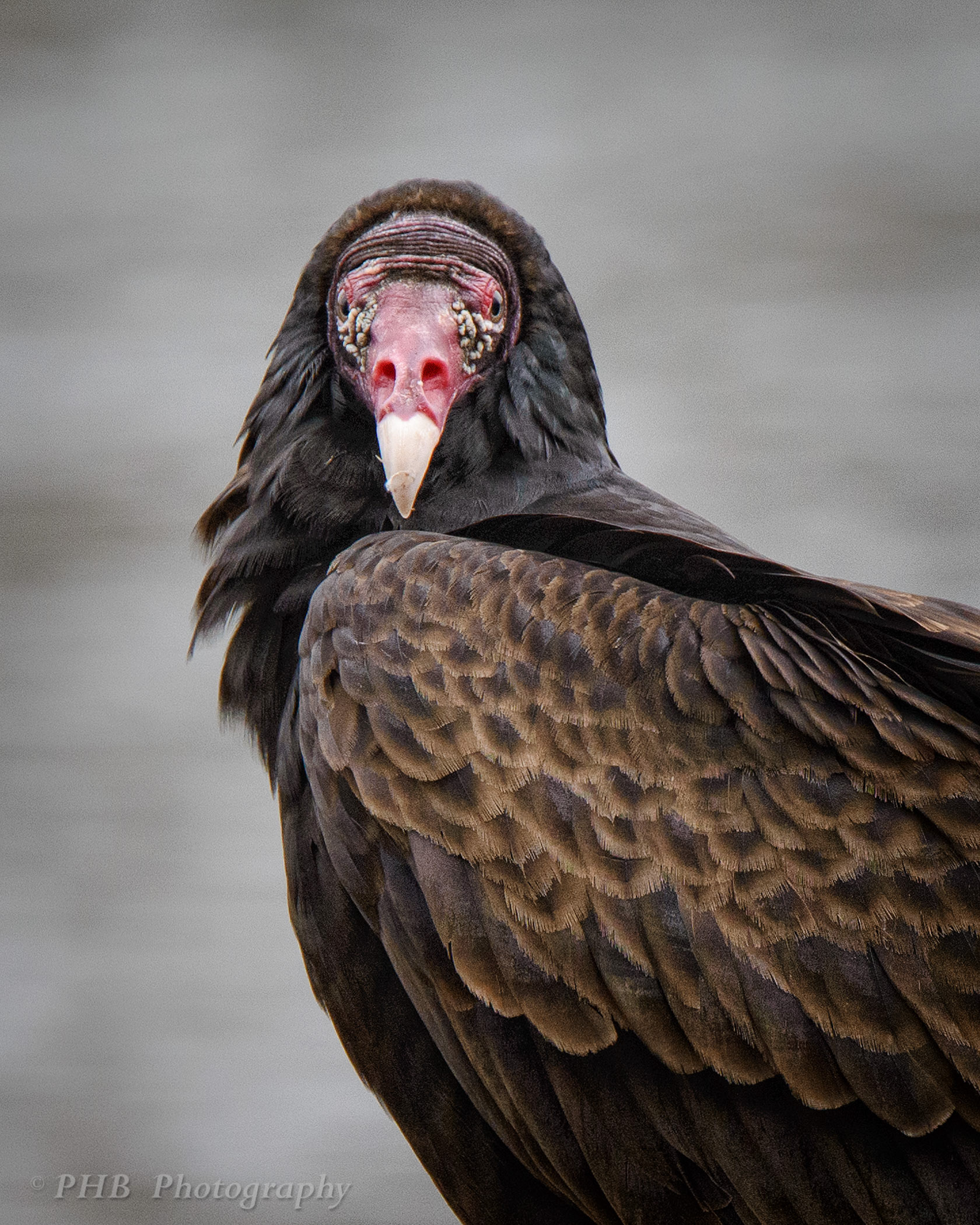 Turkey Vulture