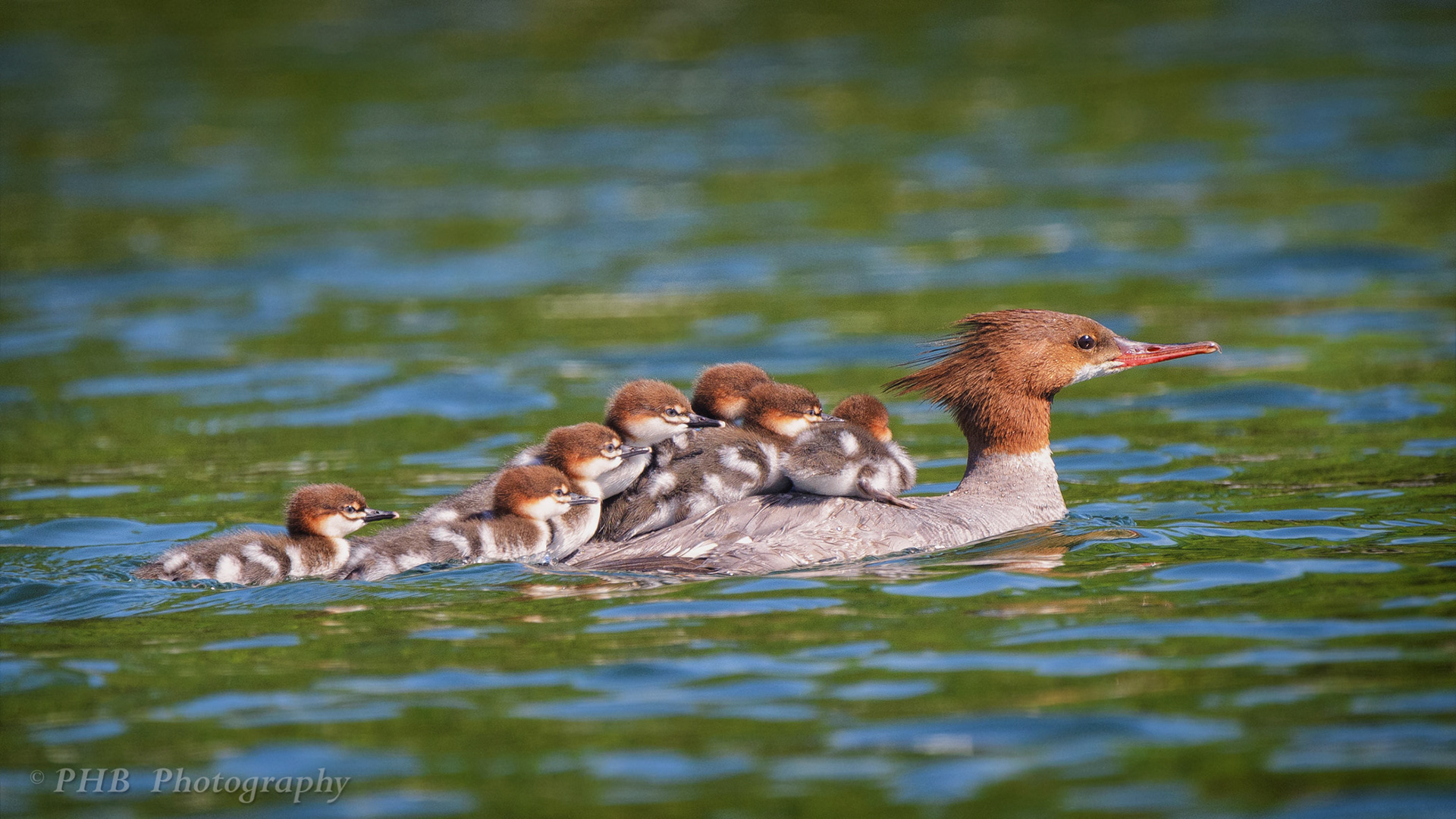Merganser Caravan 2