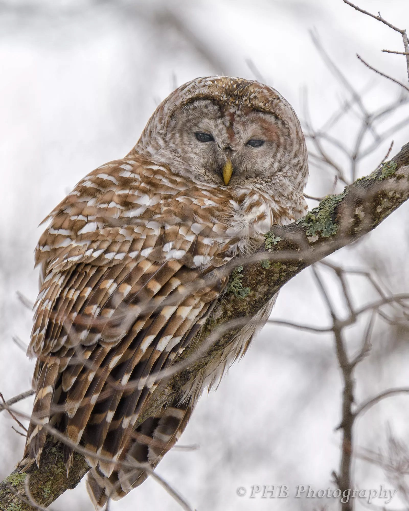 Barred Owl