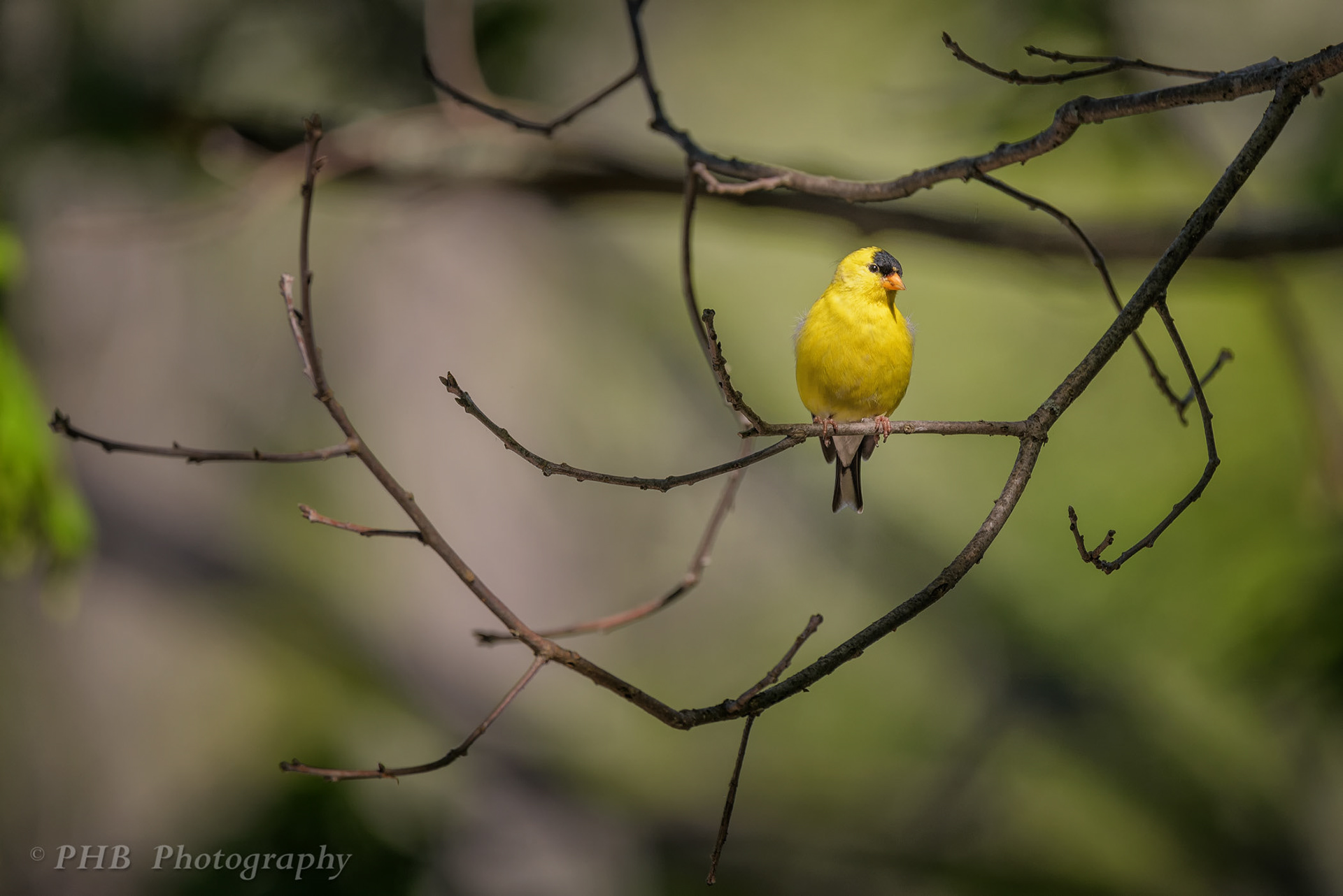 Goldfinch