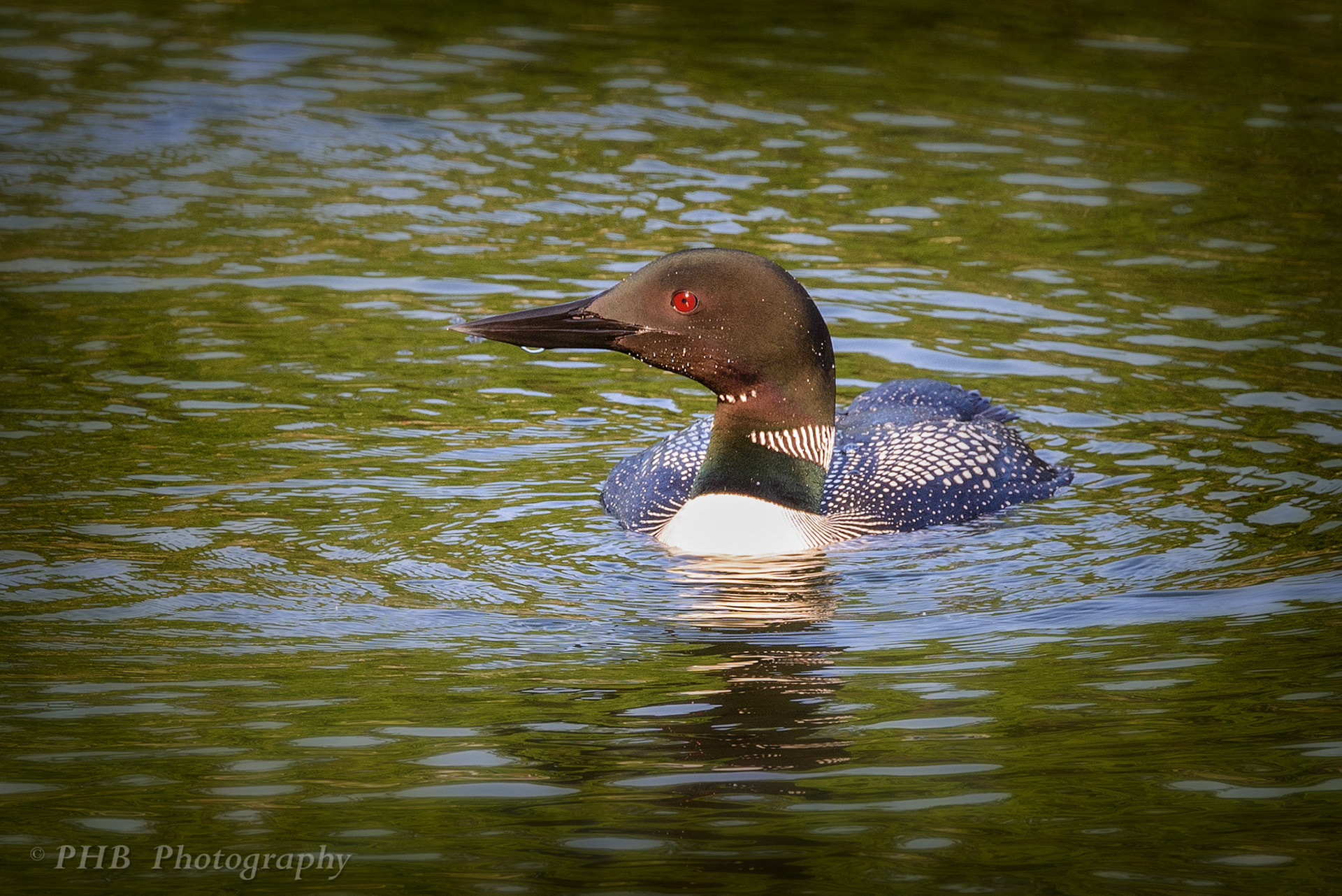 Common Loon