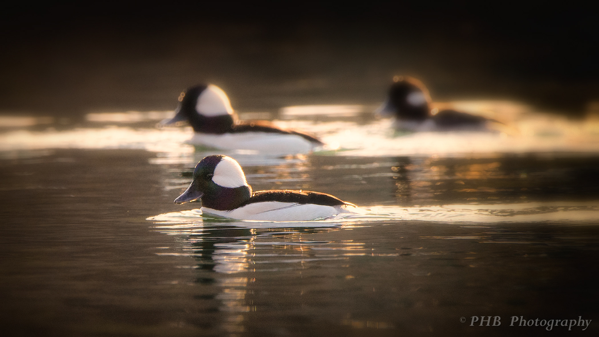 Buffleheads