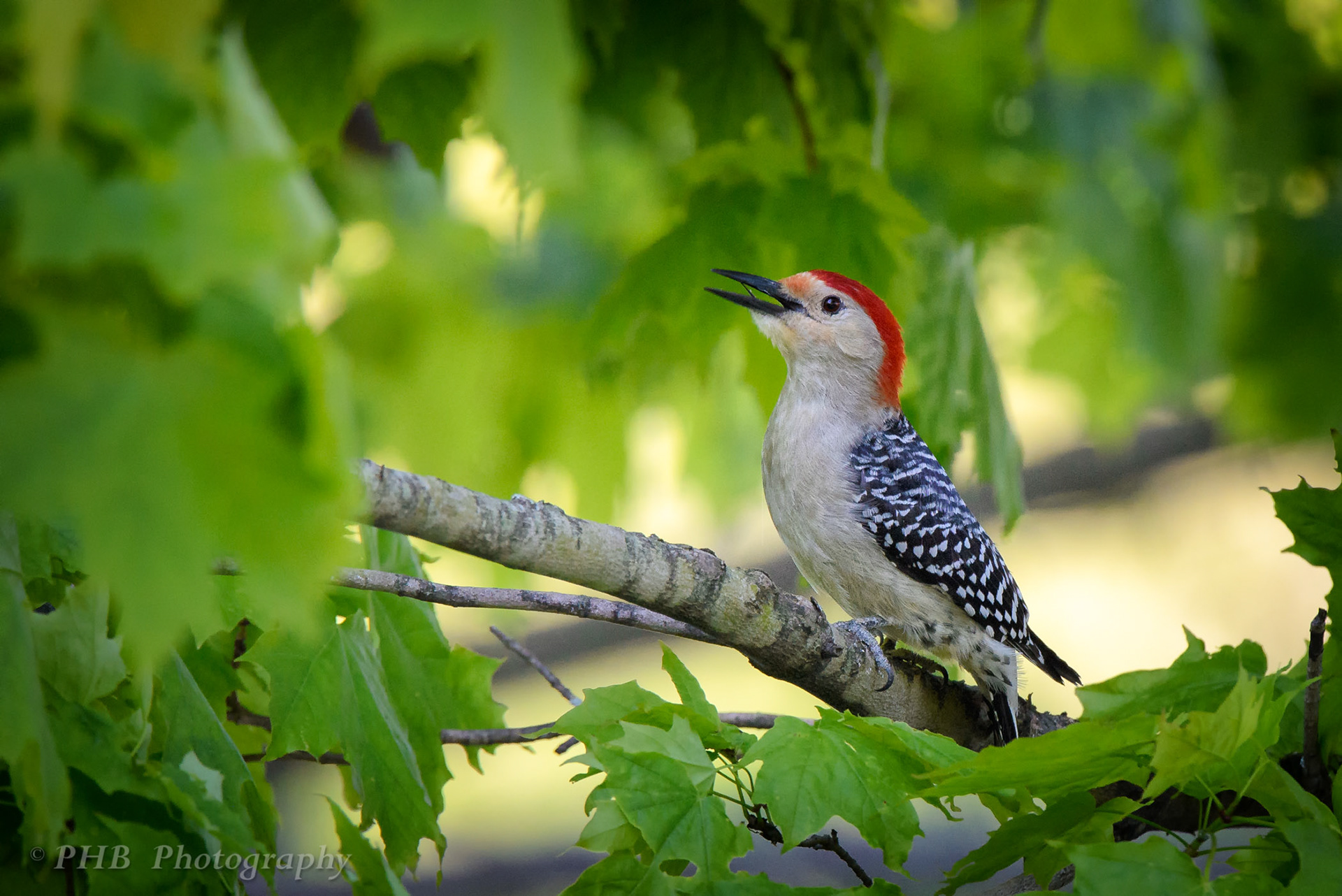 Red Bellied Woodpecker