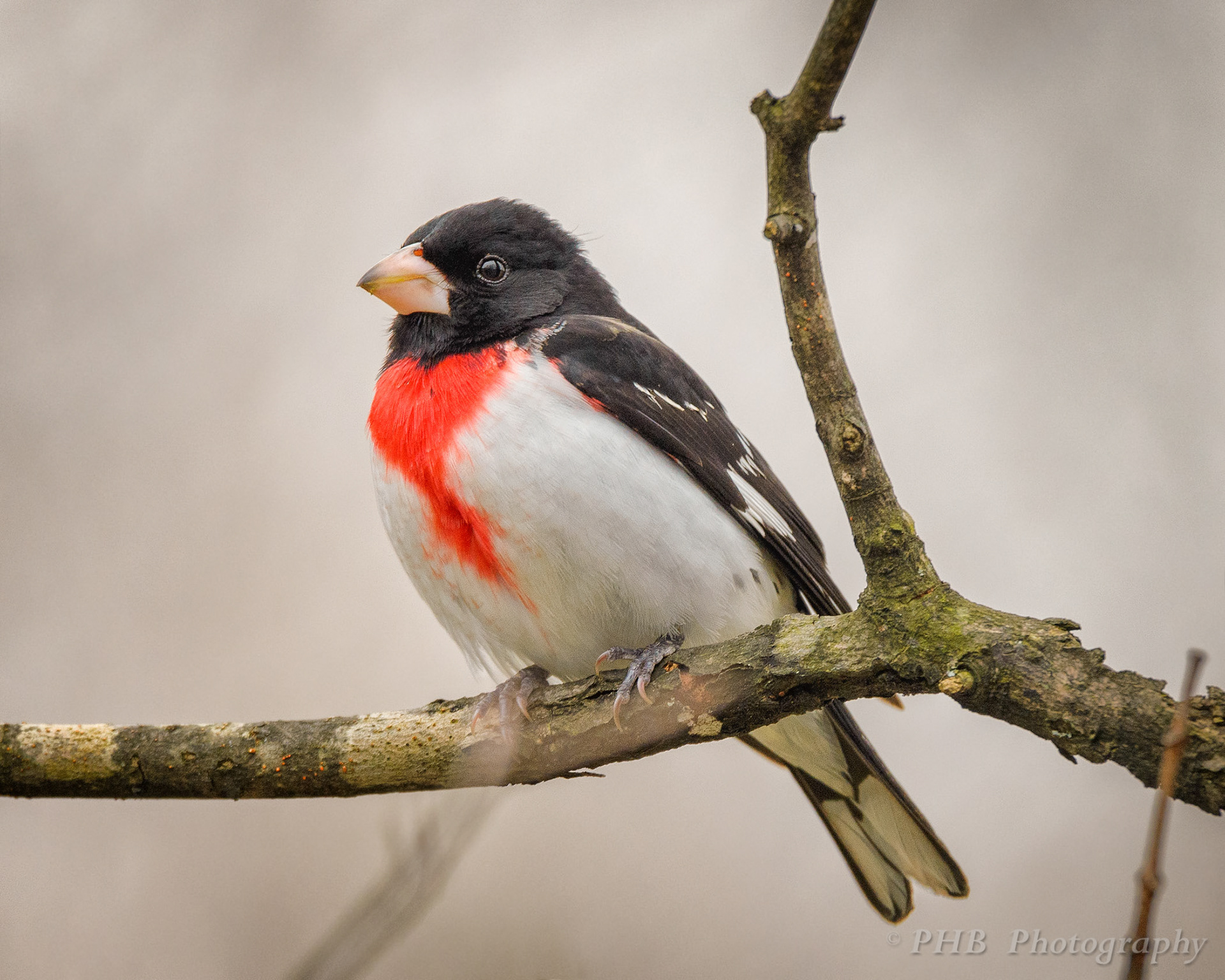 Rose Breasted Grosbeak (Male)