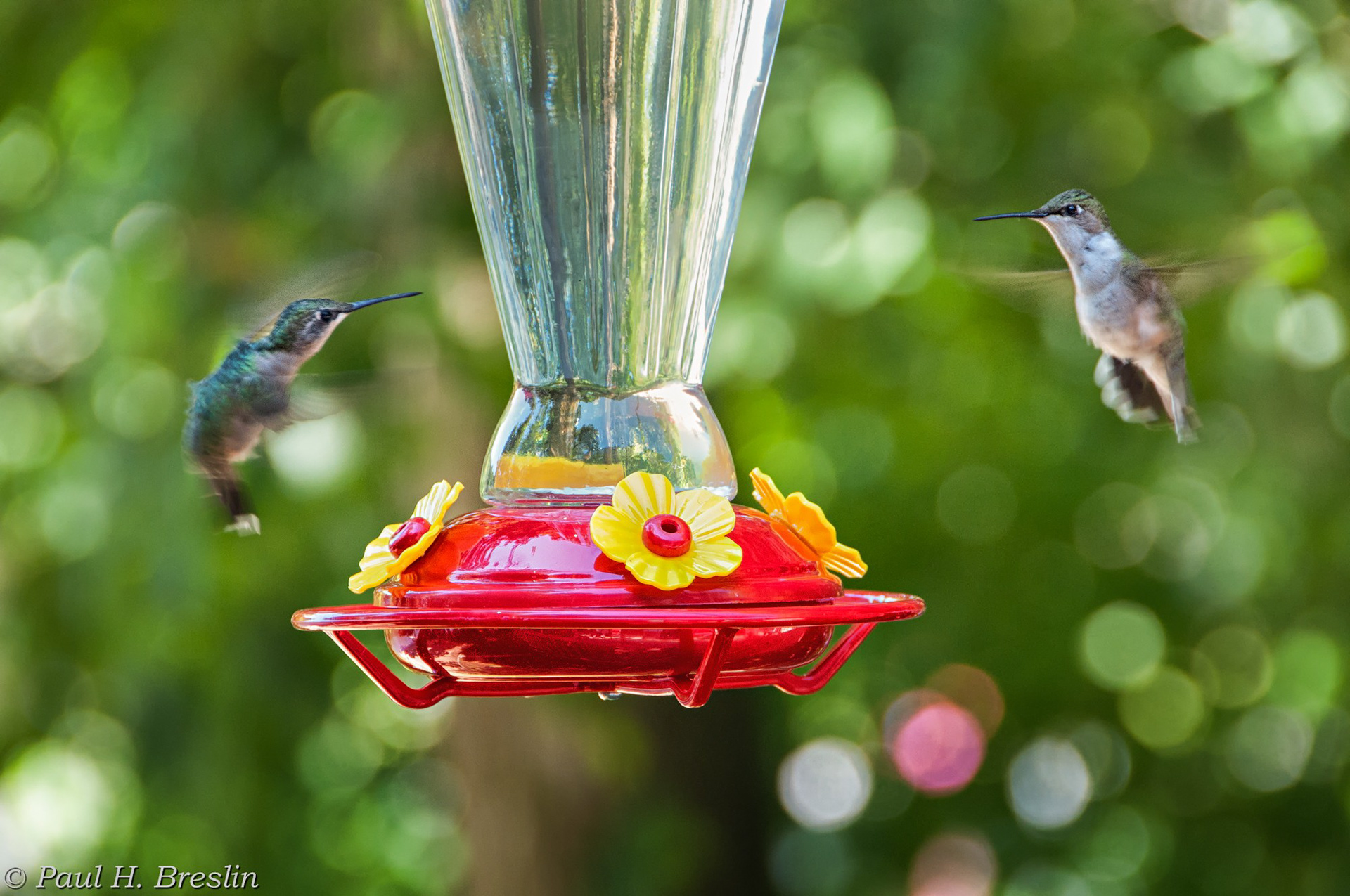 Duelling Hummingbirds