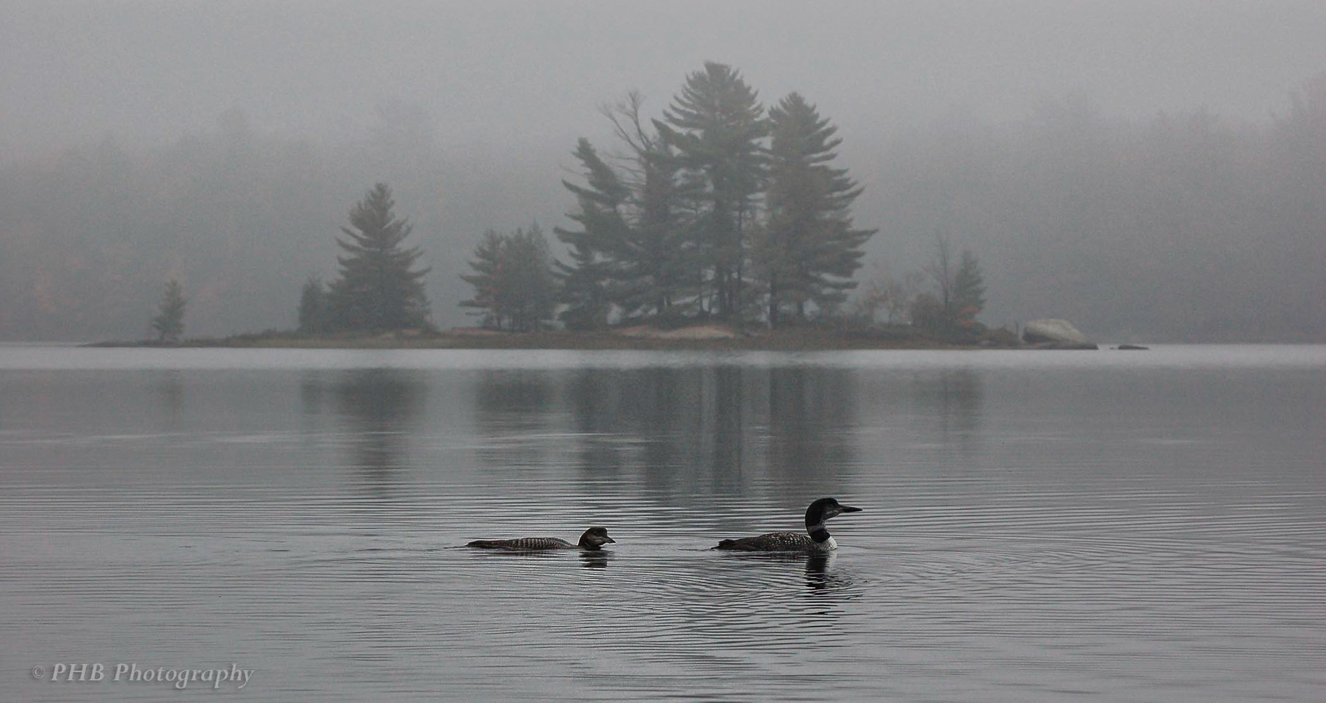 Loons in the Mist
