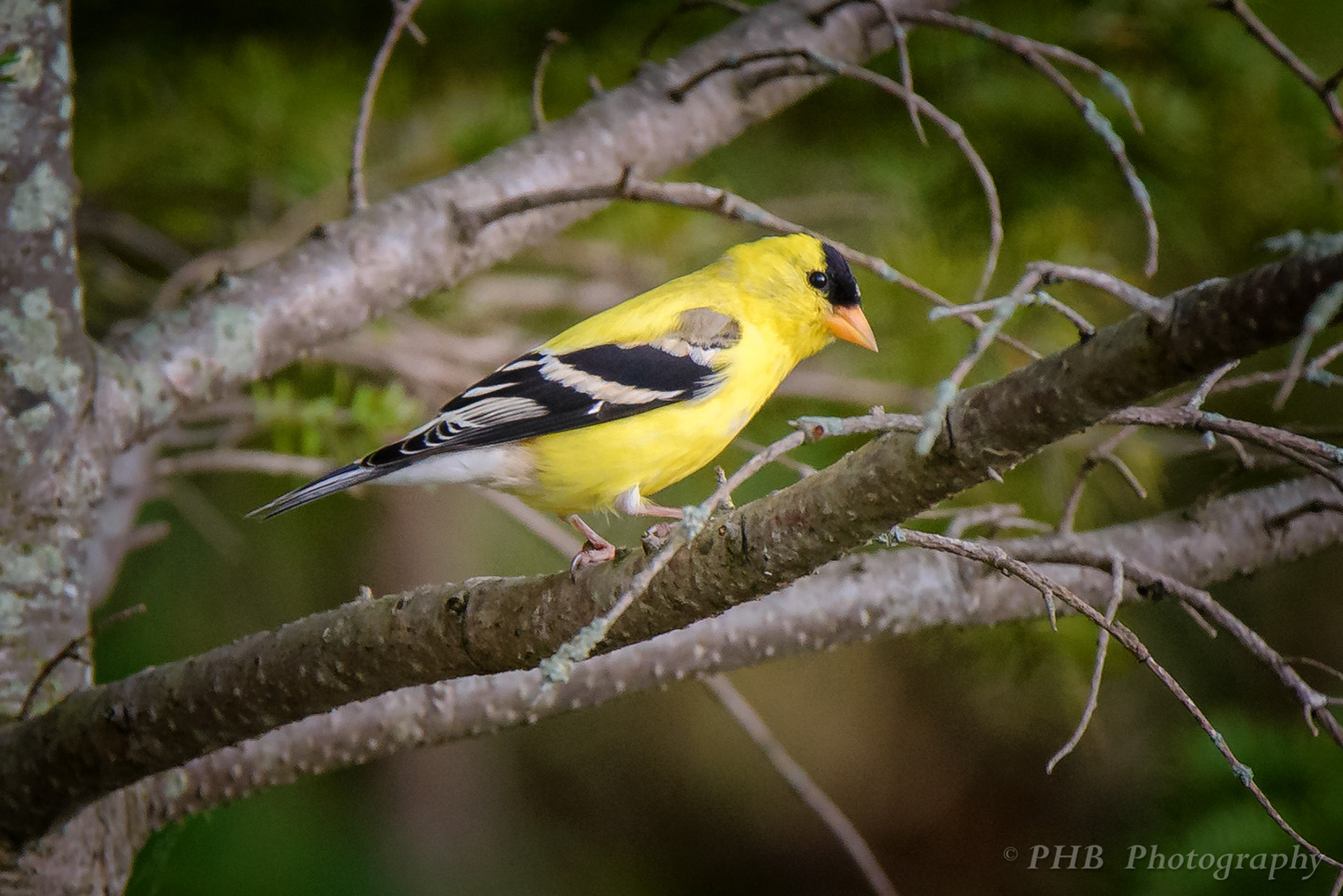 Goldfinch