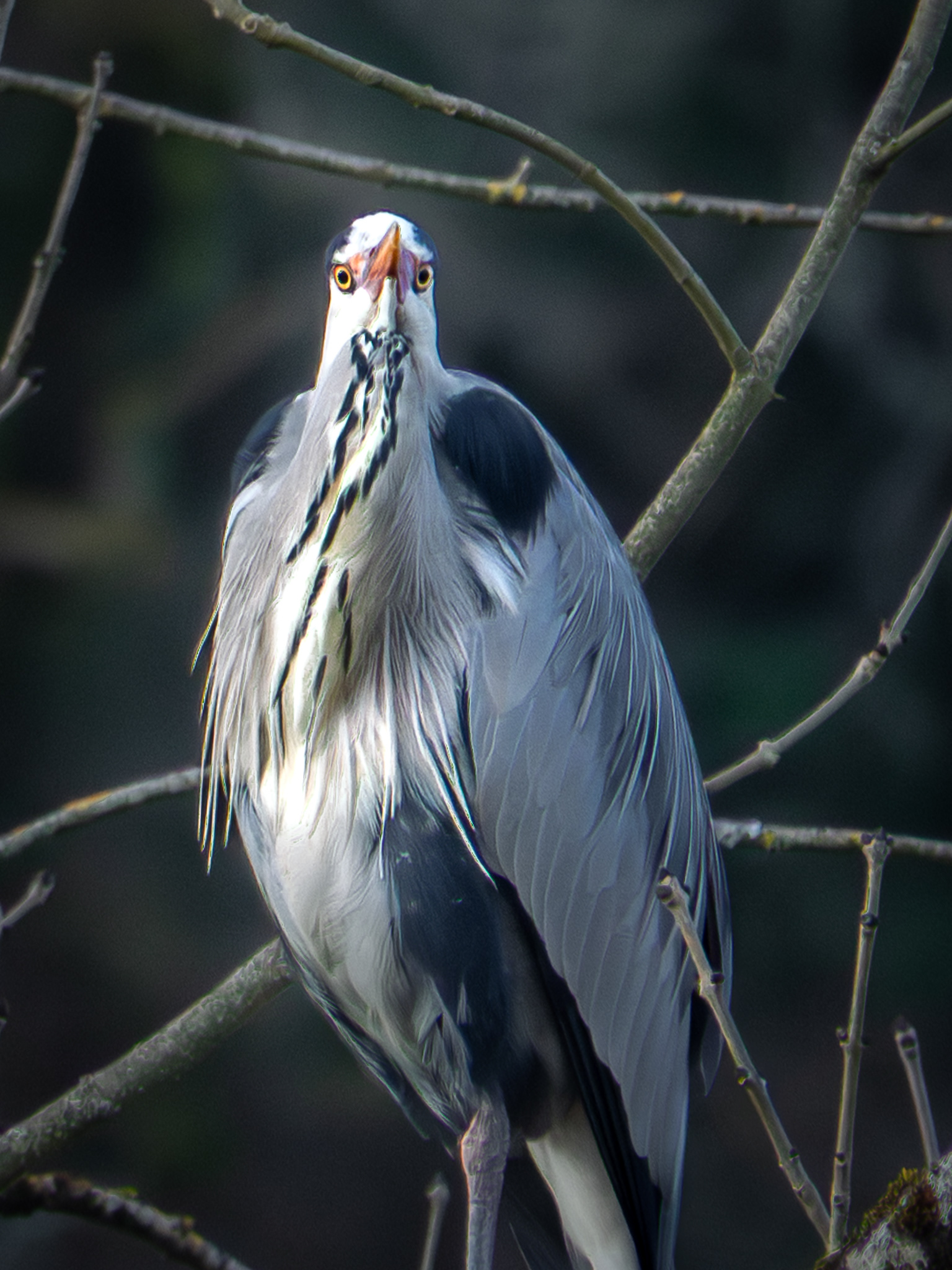 Heron - France