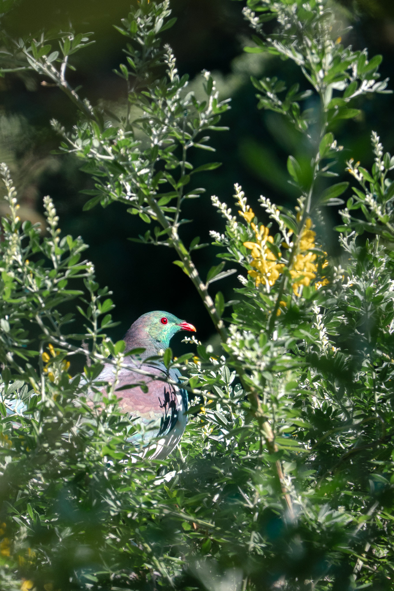 Kererū - bird from New Zealand