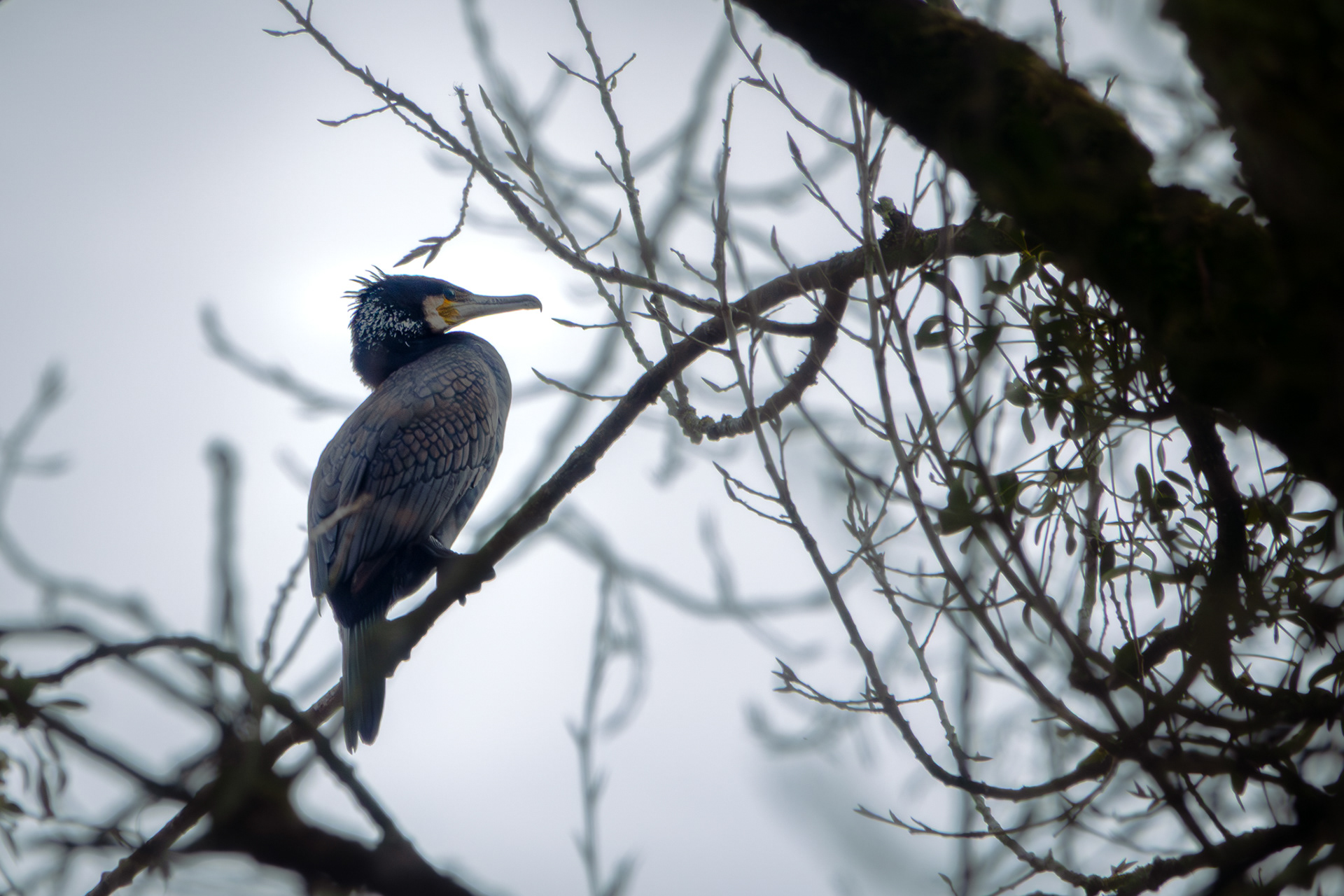 Great Cormorant - France