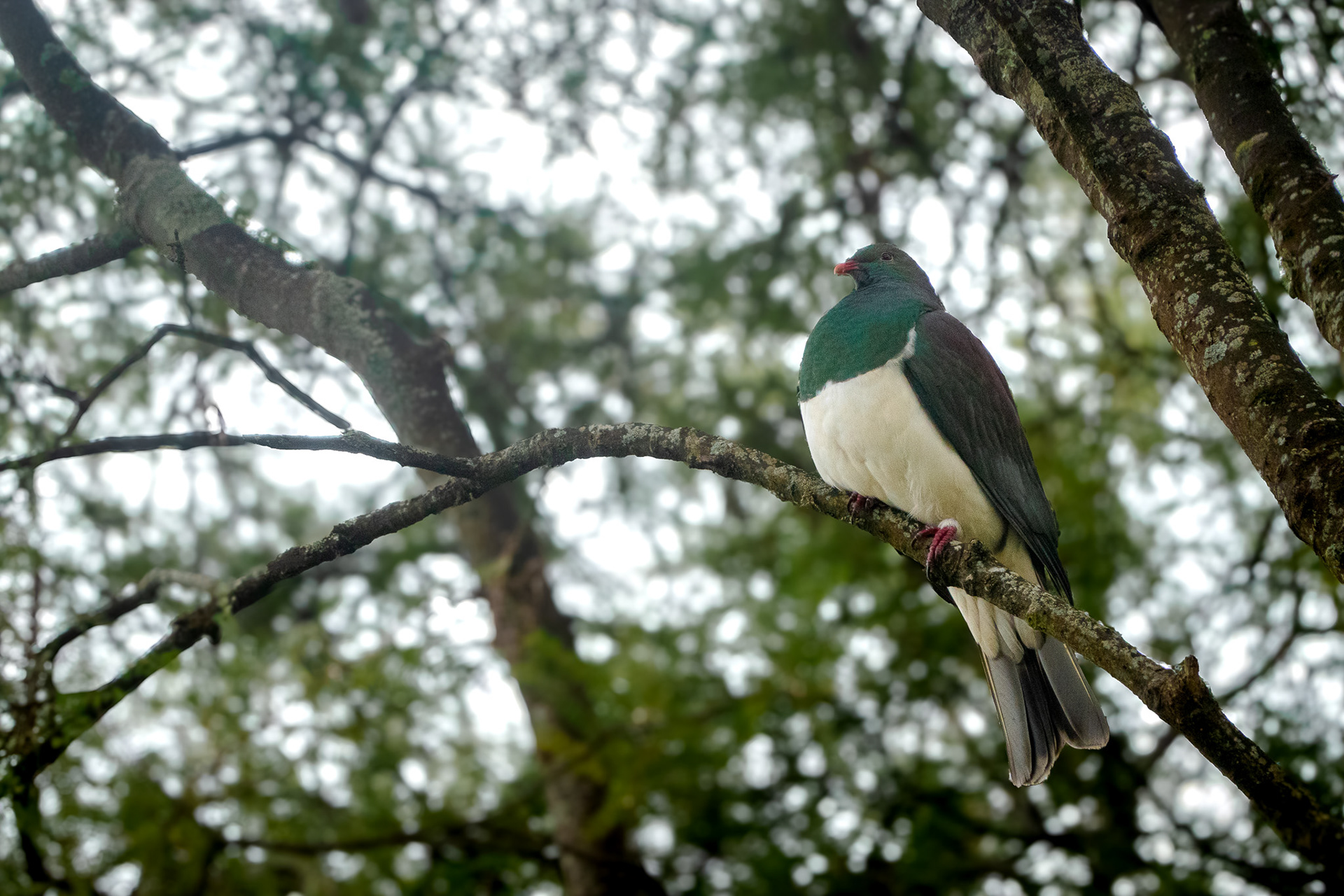 Kererū - bird from New Zealand