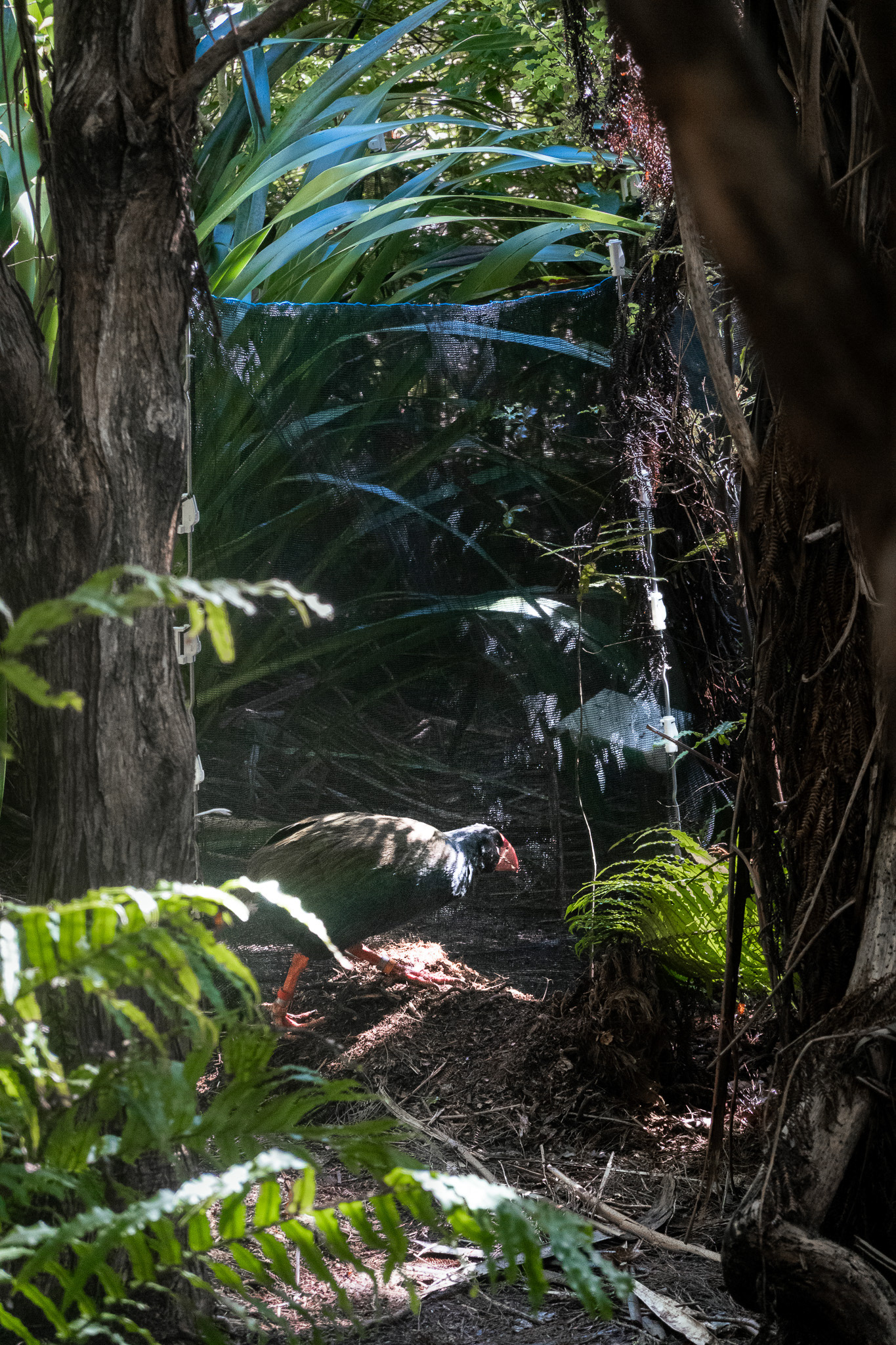 Takahē - bird from New Zealand