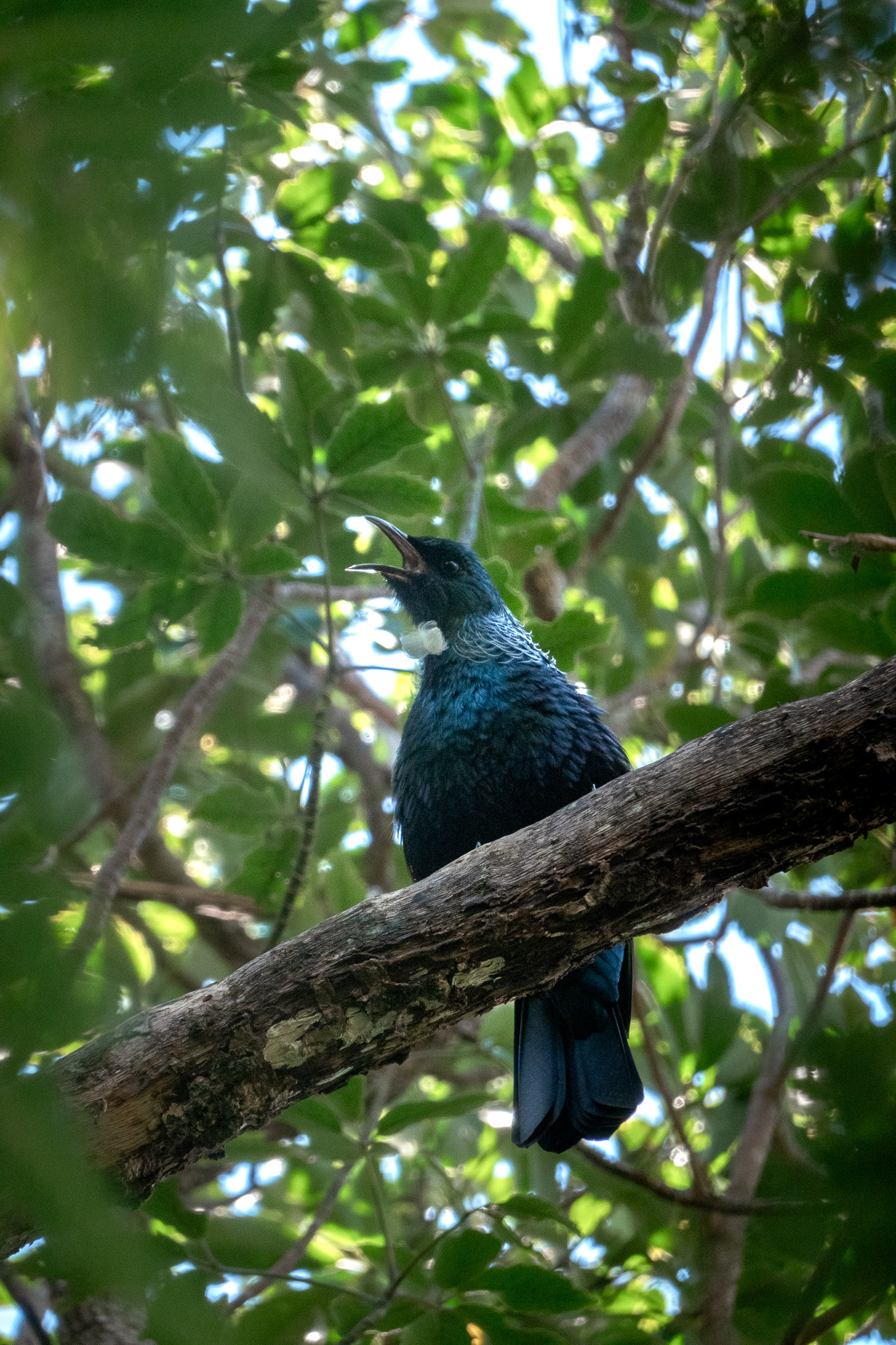 Tūī - bird from New Zealand