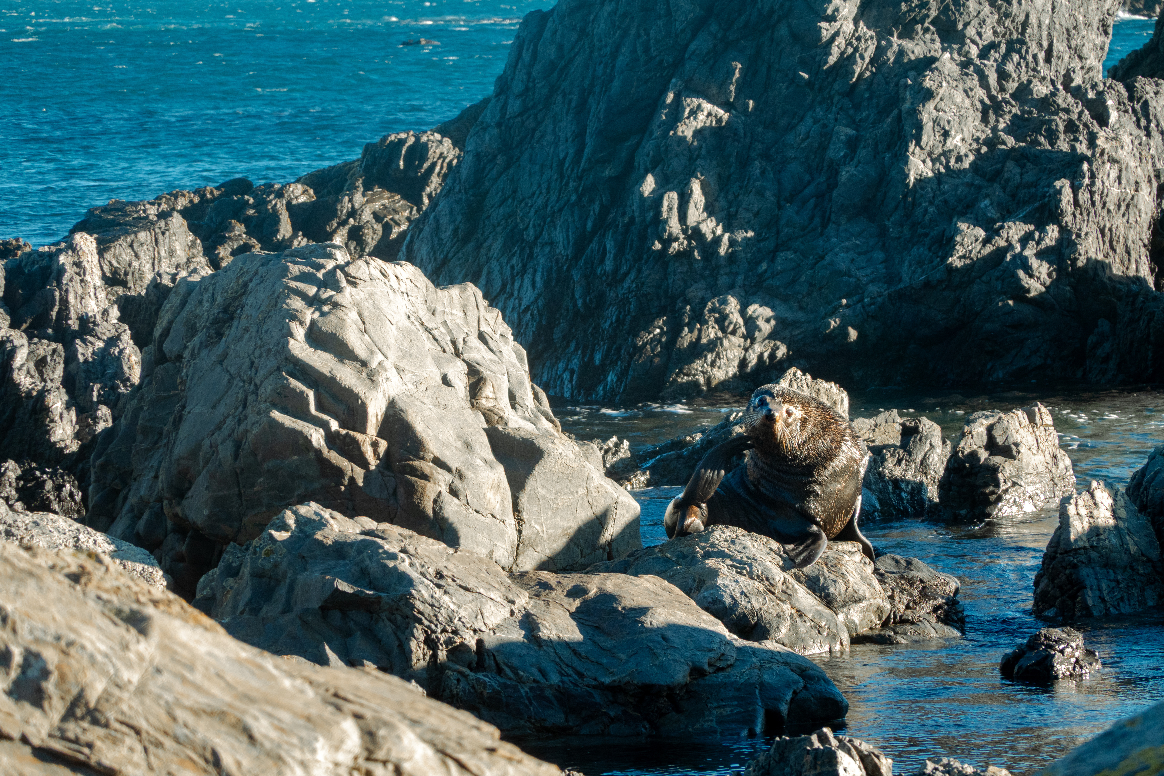 Seal from New Zealand, Red Rock - Wellington