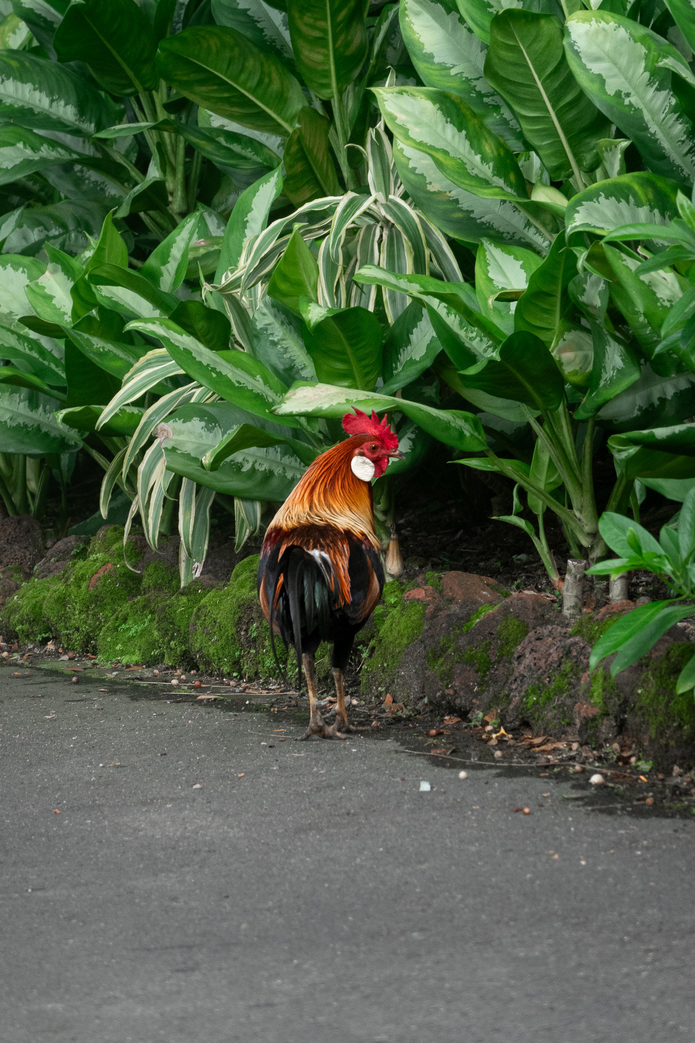  Rooster - Singapore