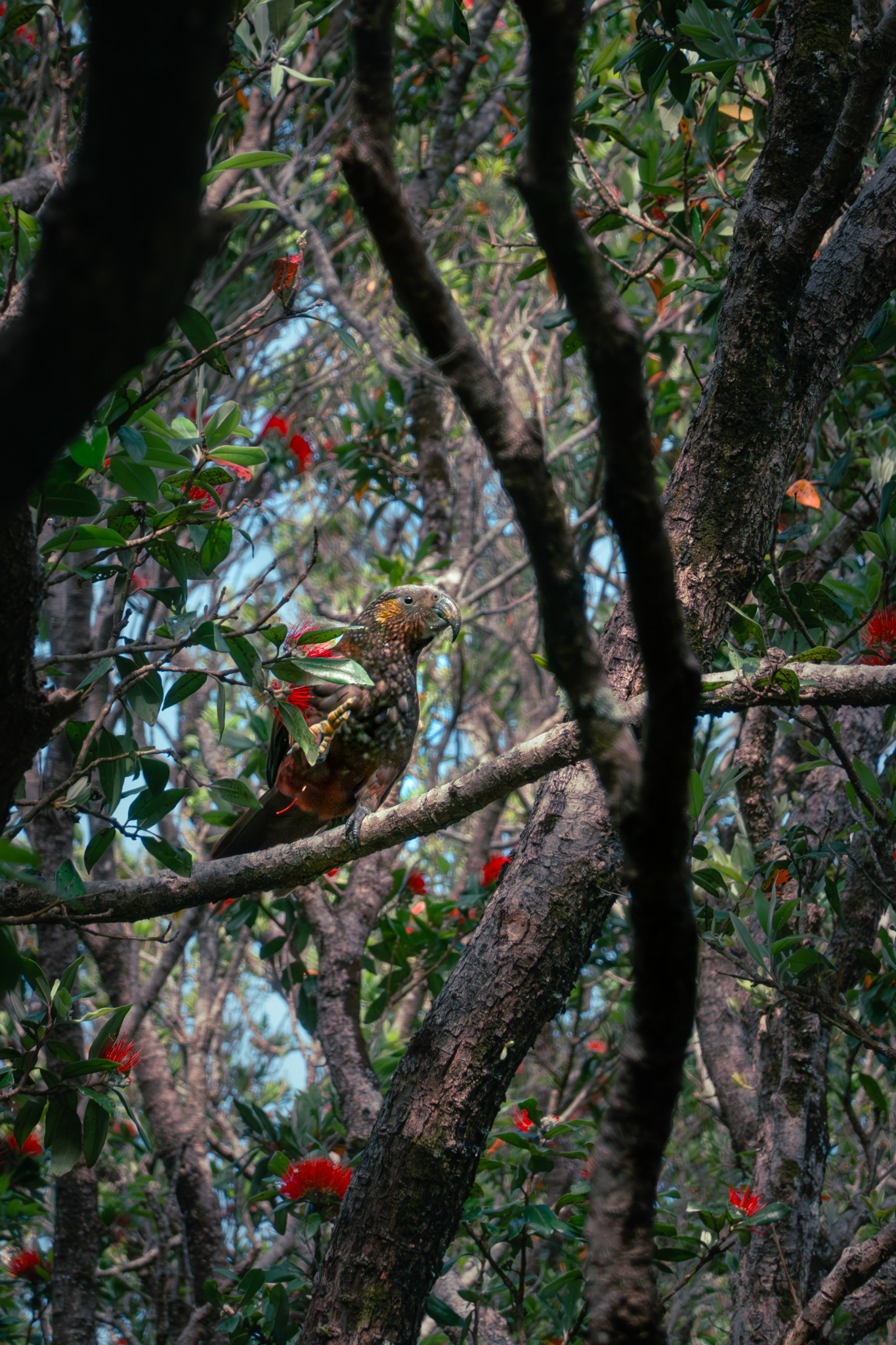 Kākā - bird from New Zealand