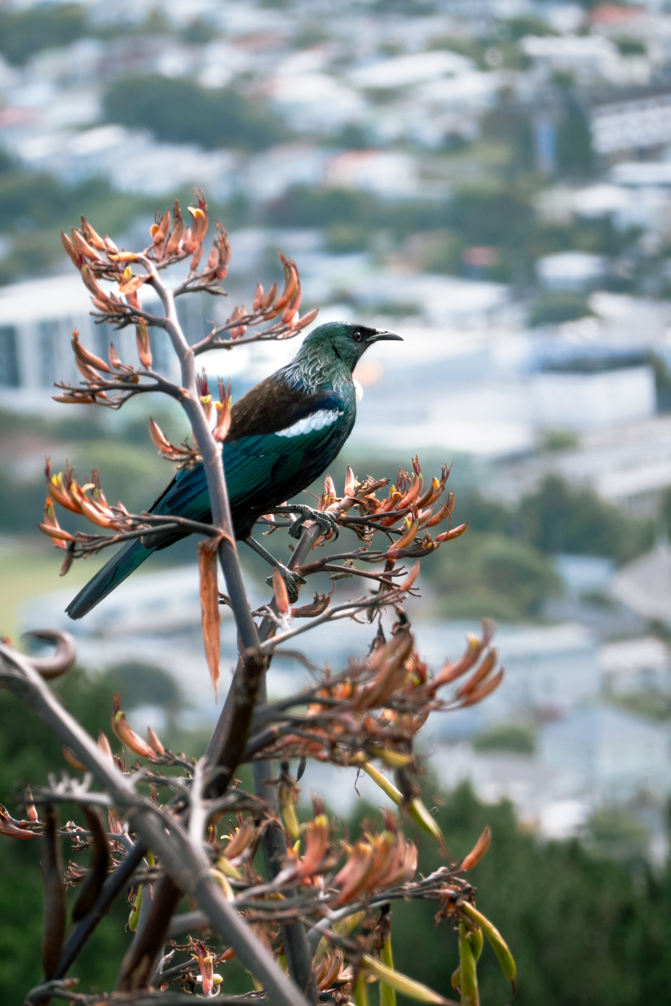 Tūī - bird from New Zealand