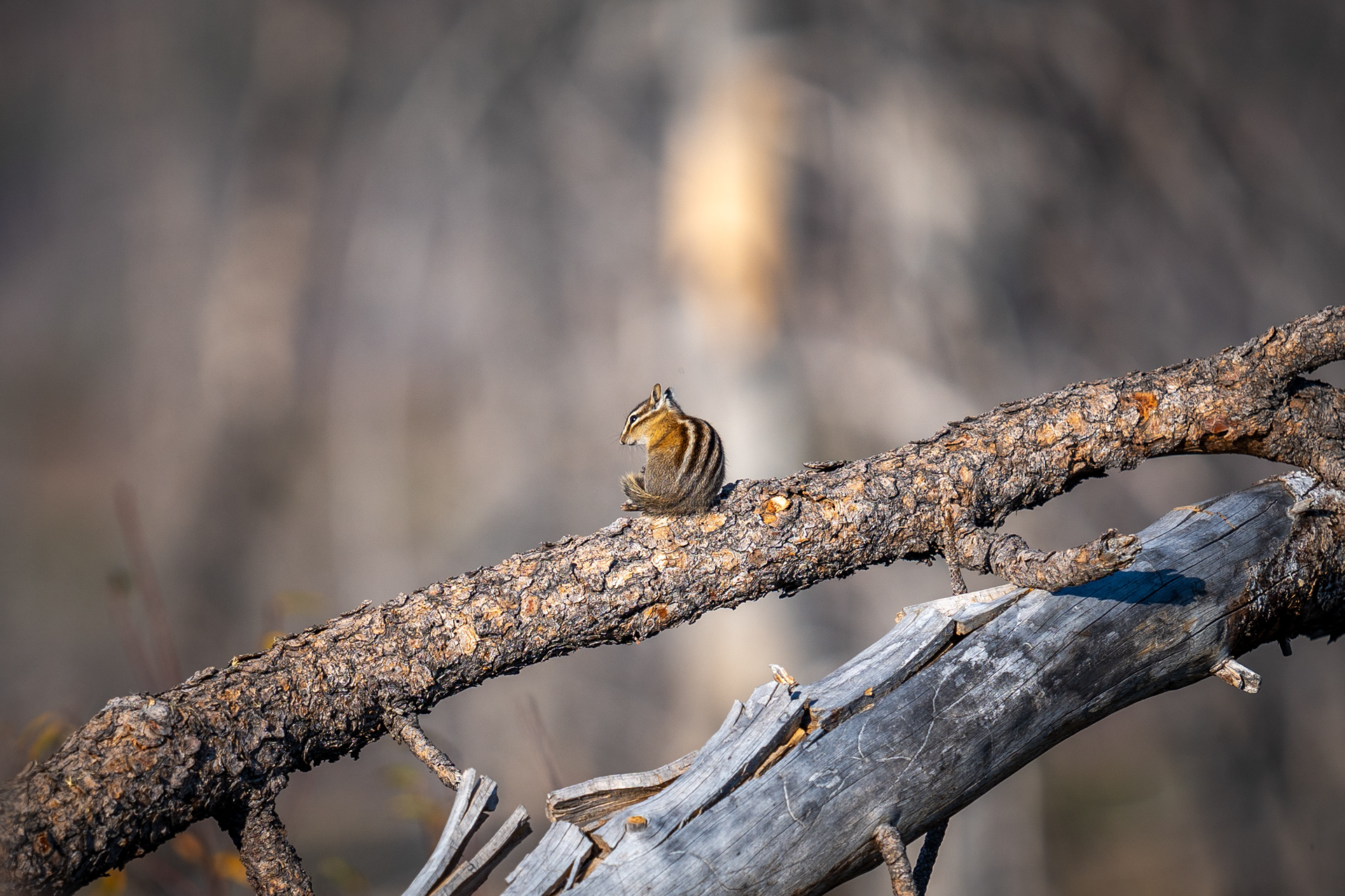 Sony A7IV | Sony 70-200mm f/2.8 G1 | f/2.8 1/2000 200mm ISO 100