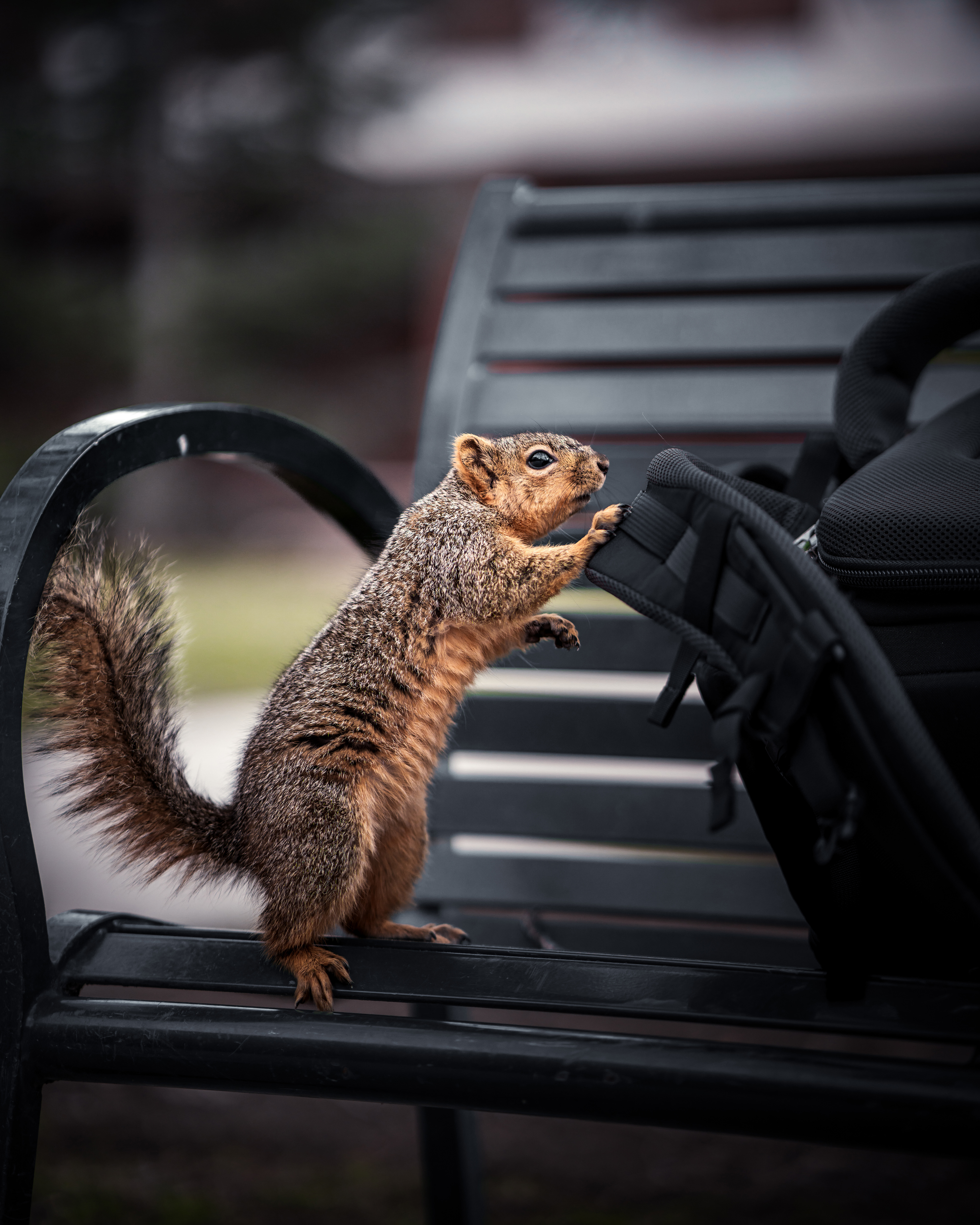 Sony A7IV | Zeiss Batis 85mm f/1.8 | f/1.8 1/3200 ISO 640