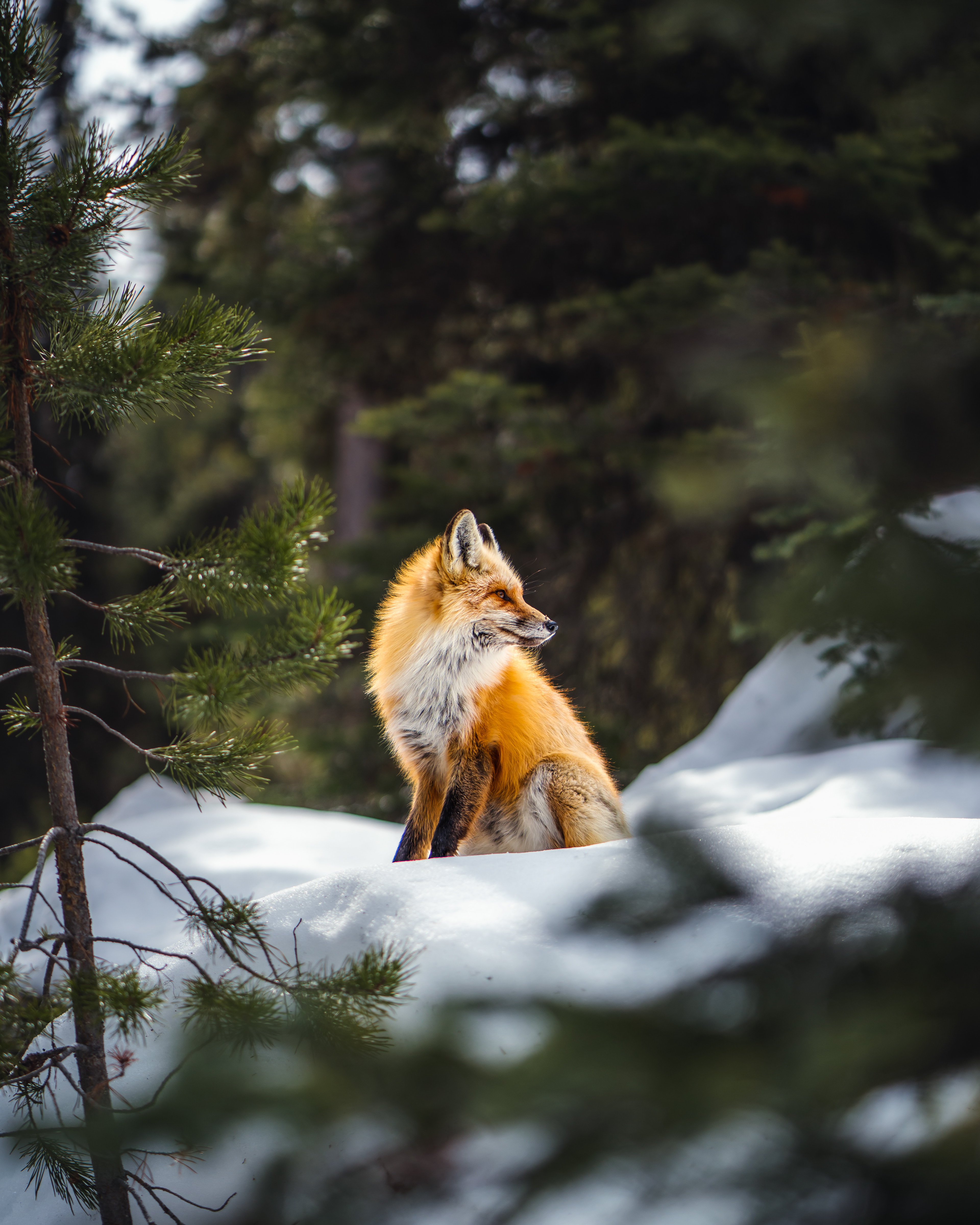 Sony A7IV | Zeiss Batis 85mm f/1.8 | f/1.8 1/2500 ISO 100