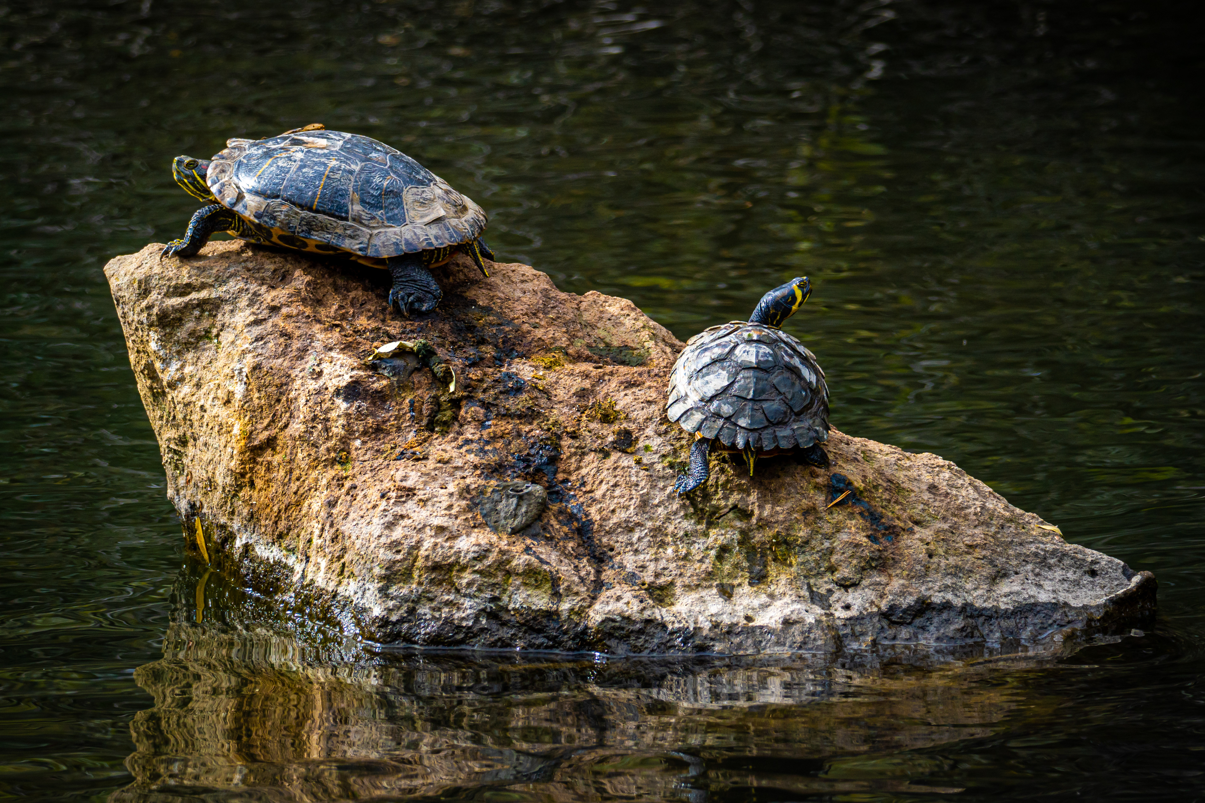 Sony A6600 | Sony 70-350mm f/4.5-6.3 | f/6.3 1/400 181mm ISO 200