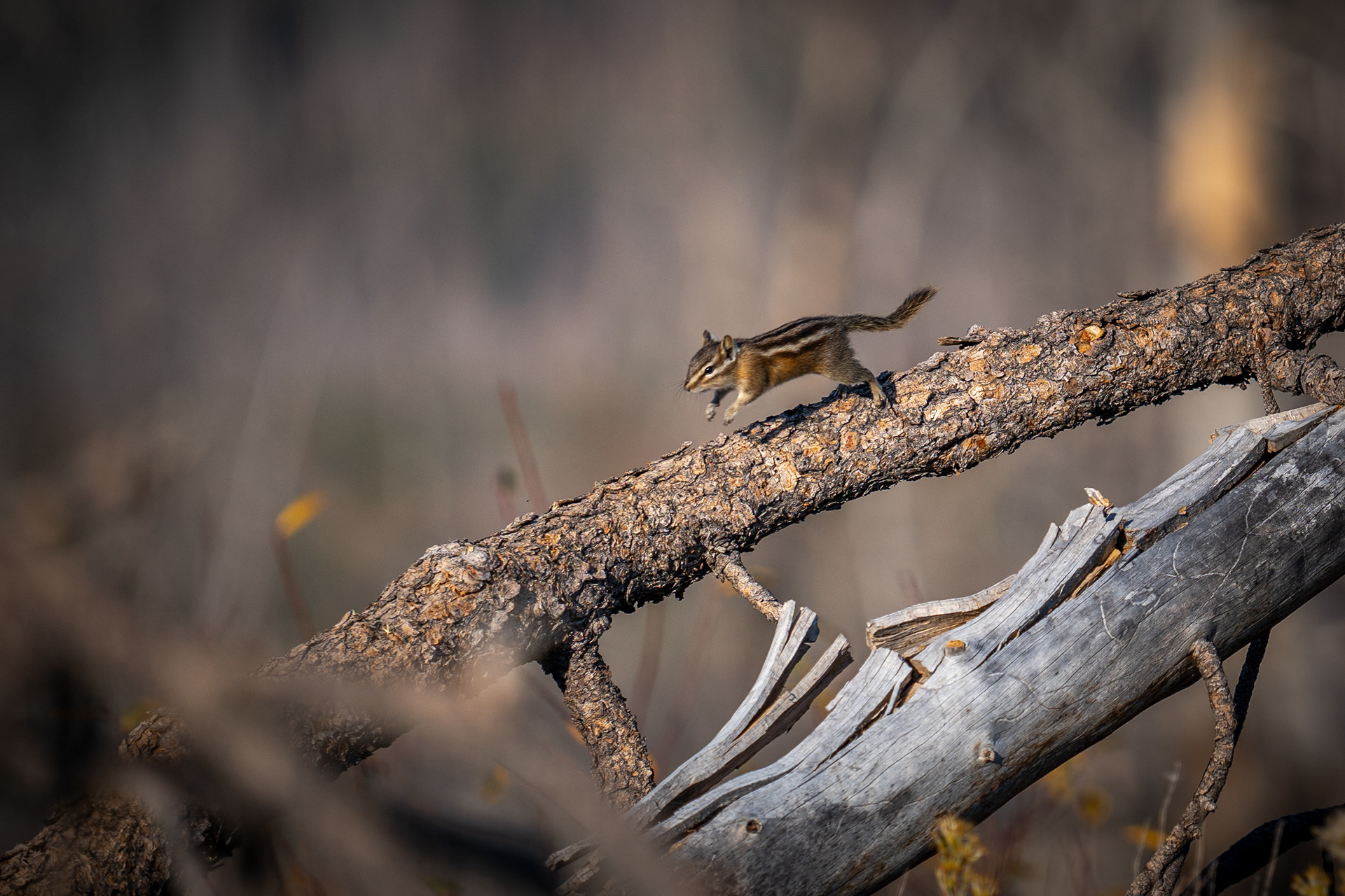 Sony A7IV | Sony 70-200mm f/2.8 G1 | f/2.8 1/2000 200mm ISO 100