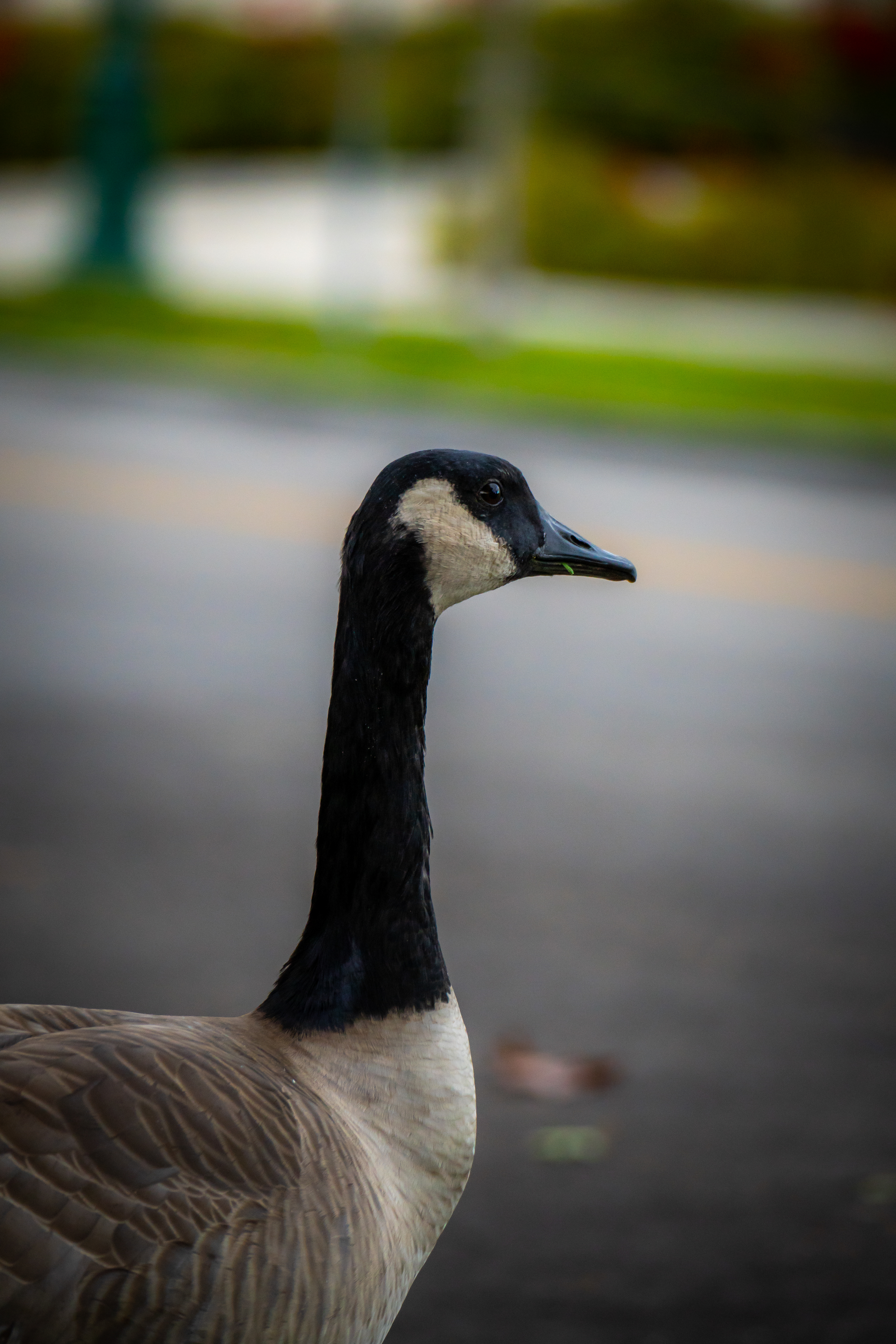 Sony A6600 | Sony 70-350mm f/4.5-6.3 |  f/6.3 1/320 255mm ISO 640