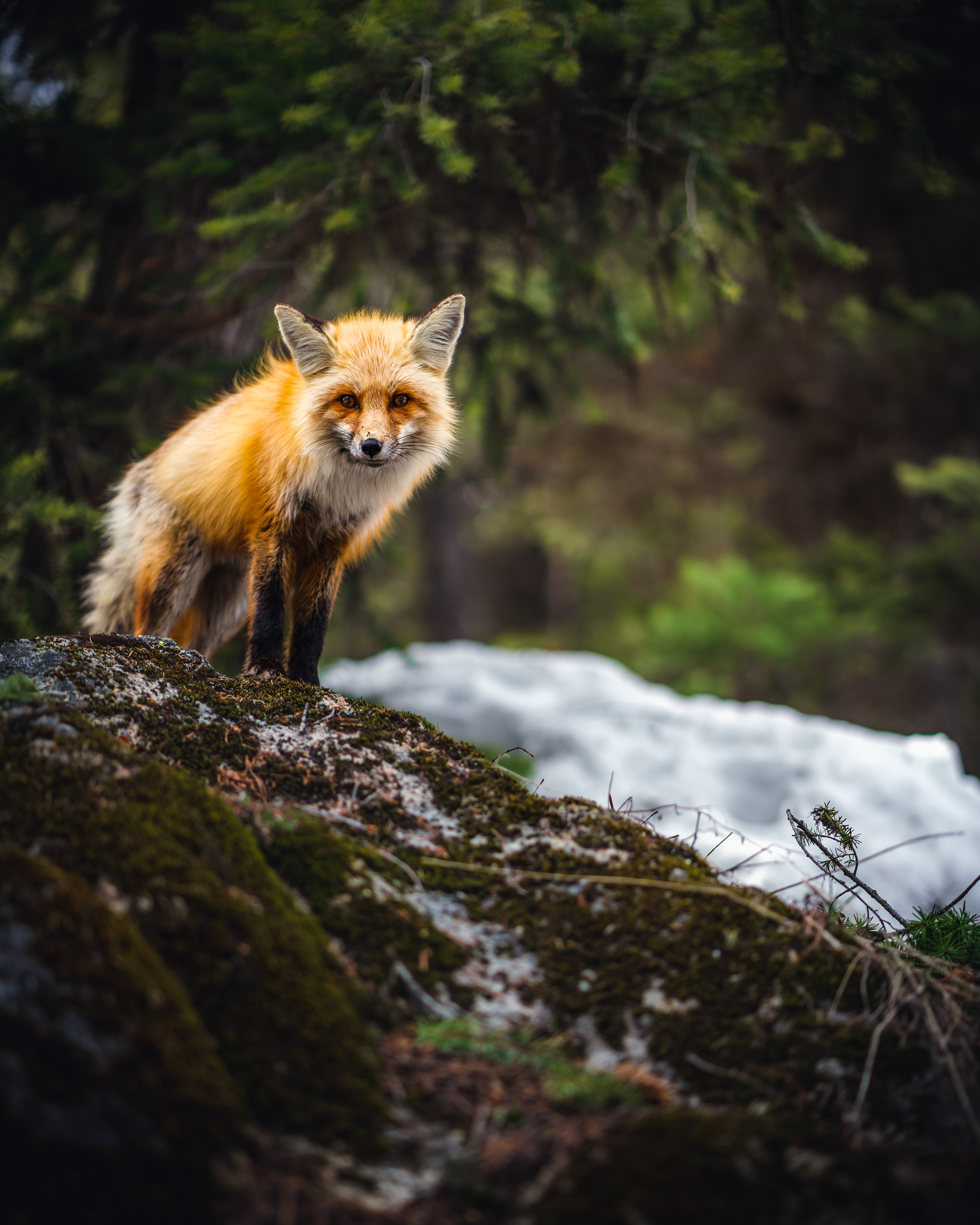 Sony A7IV | Zeiss Batis 85mm f/1.8 | f/1.8 1/1000 ISO 100