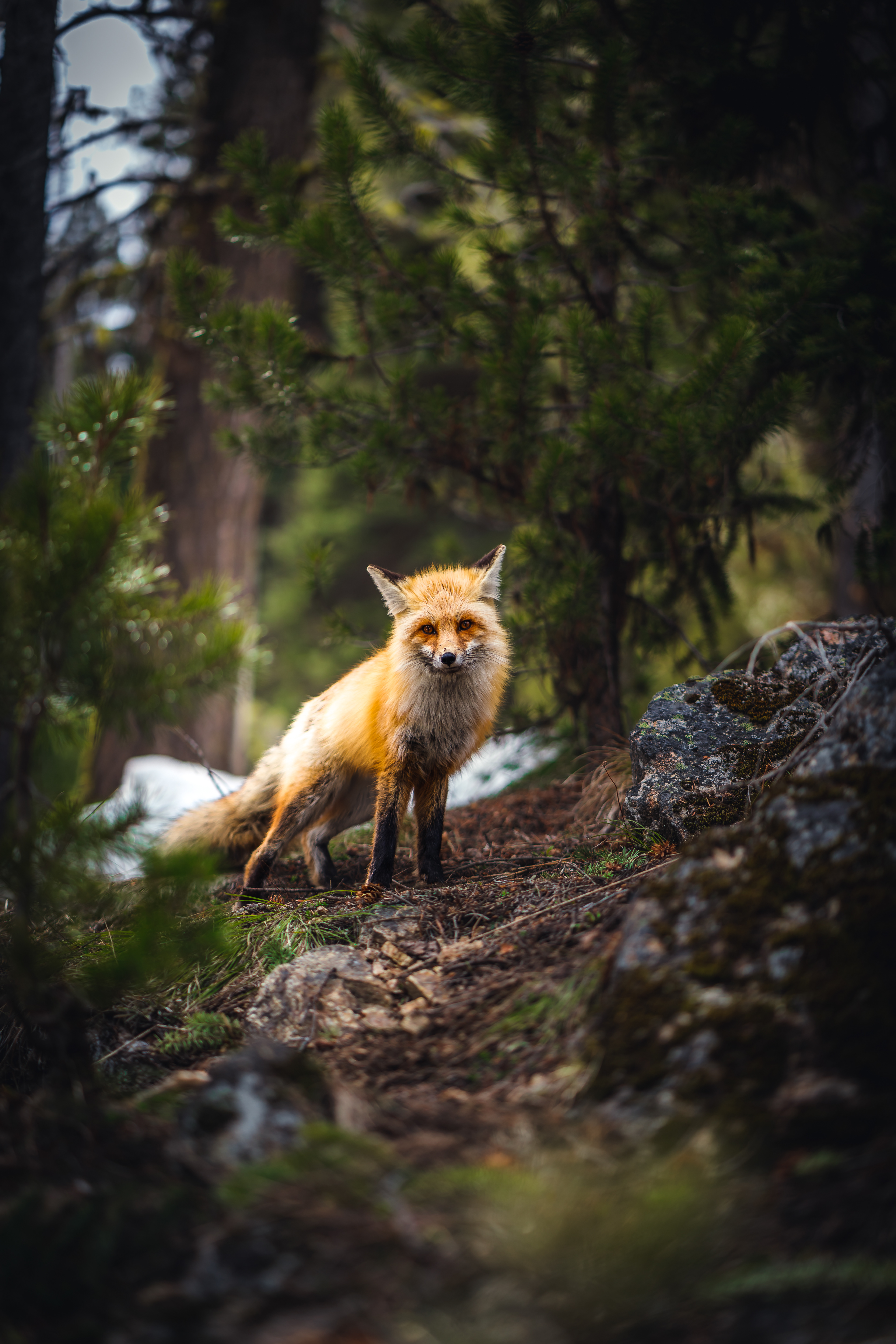 Sony A7IV | Zeiss Batis 85mm f/1.8 | f/1.8 1/1000 ISO 100