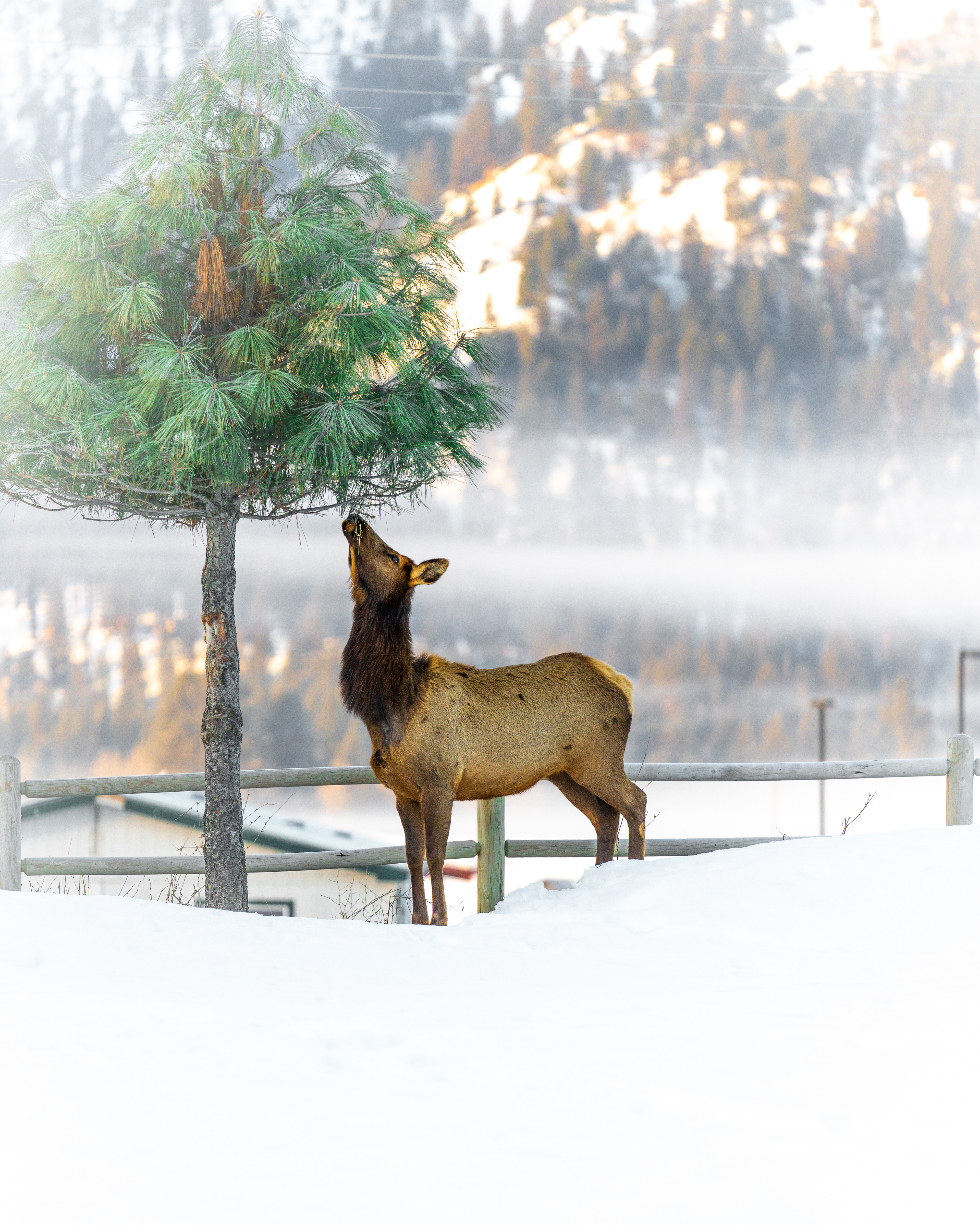 Sony A7IV | Sony 70-200mm f/2.8 G1 | f/2.8 1/2500 200mm ISO 500