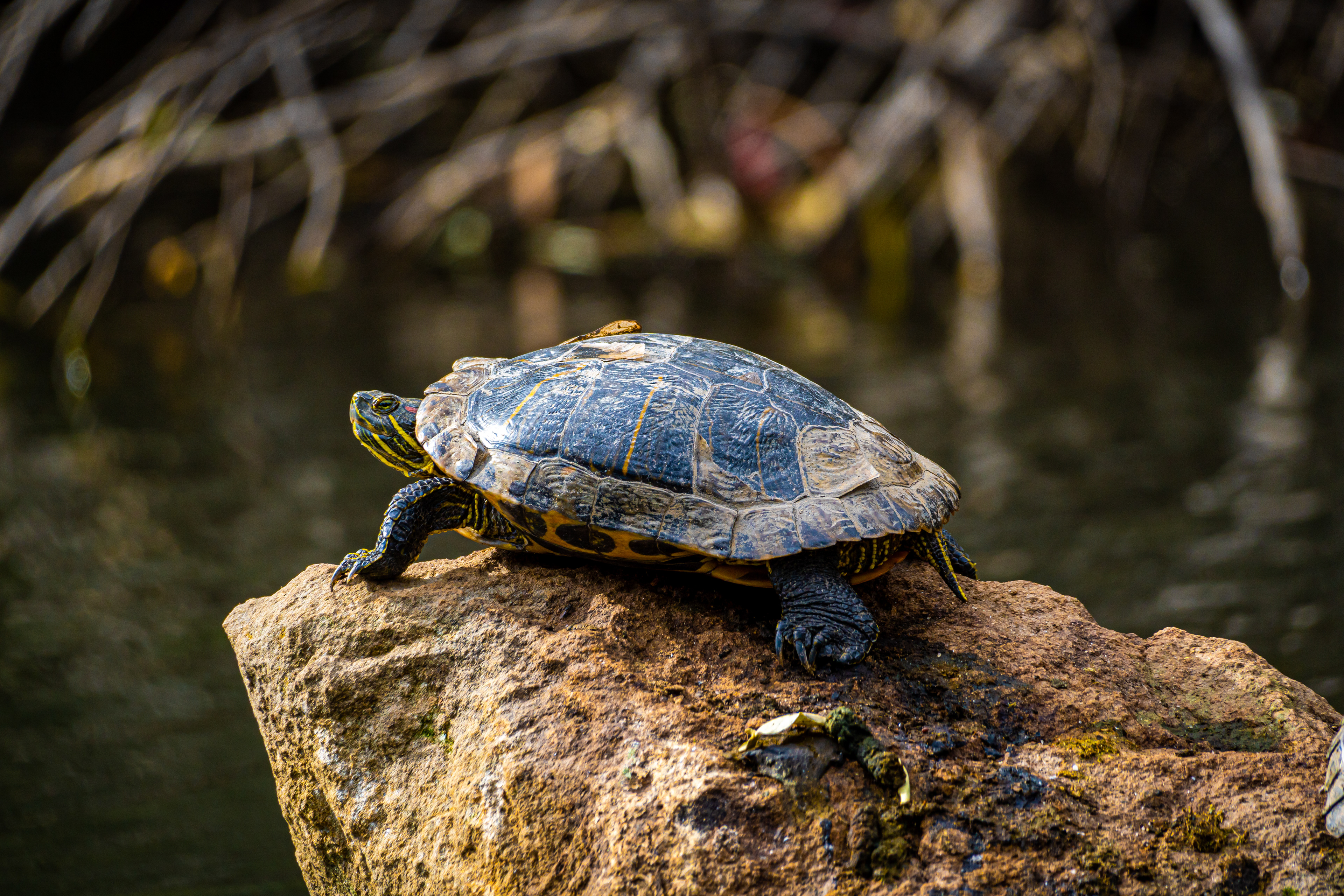 Sony A6600 | Sony 70-350mm f/4.5-6.3 | f/6.3 1/400 350mm ISO 200