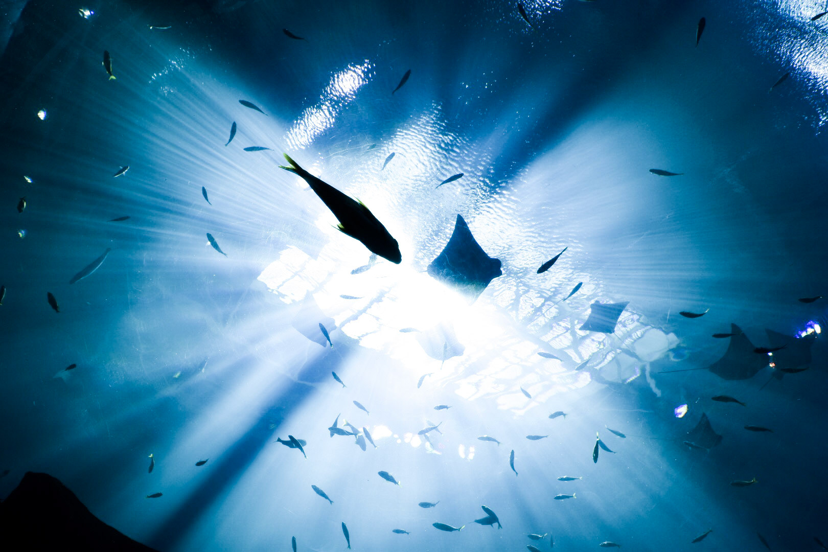 Taken At the Georgia Aquarium