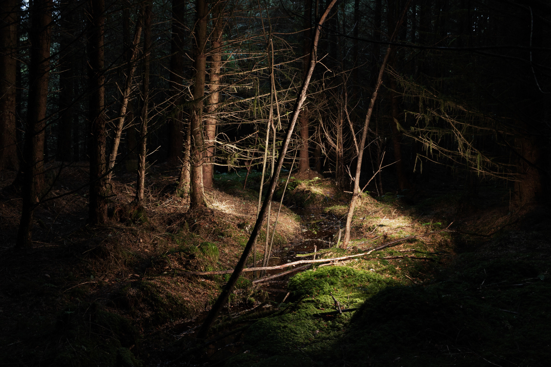 Dalbeattie Forest - A hidden creek