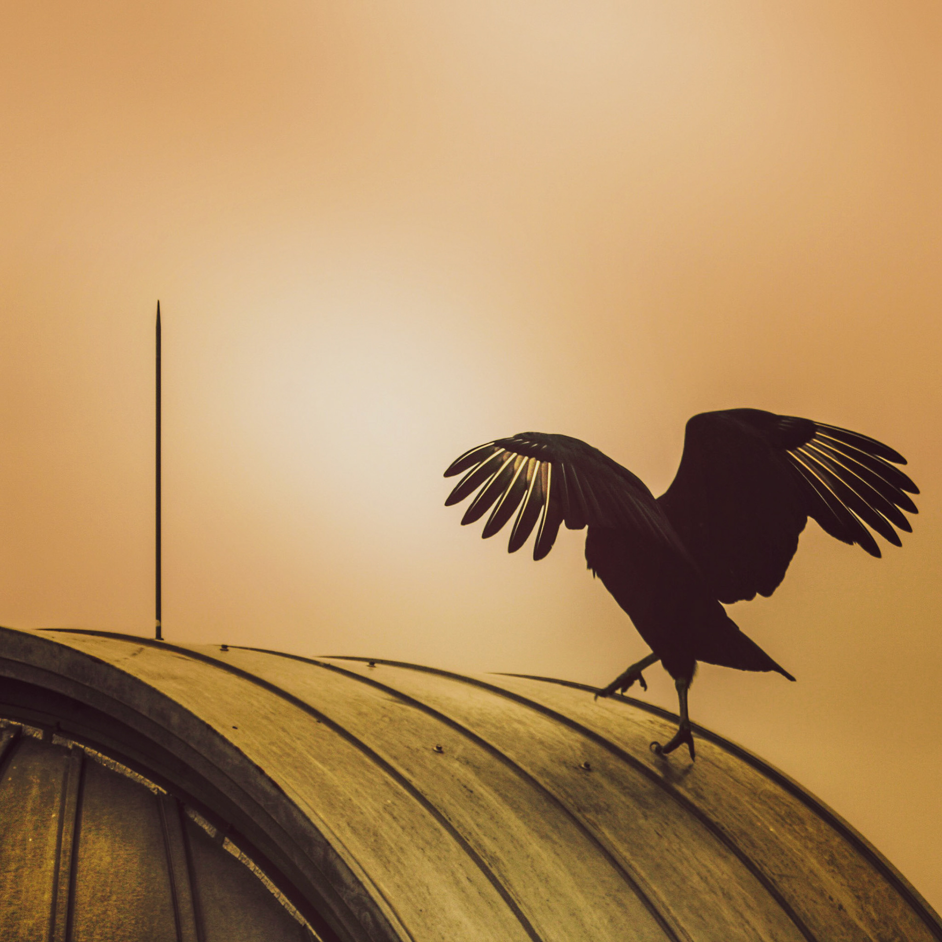 Vulture on the Observatory