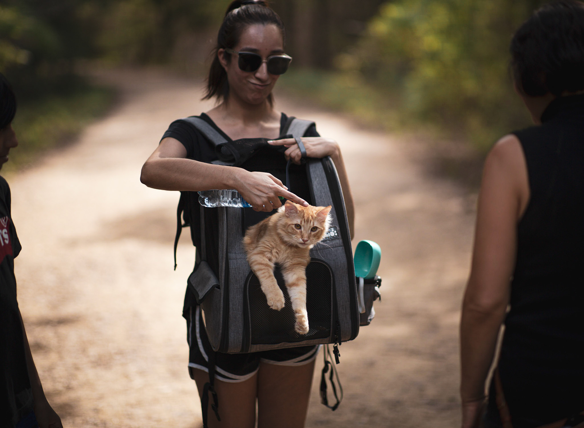 Cat on a walk