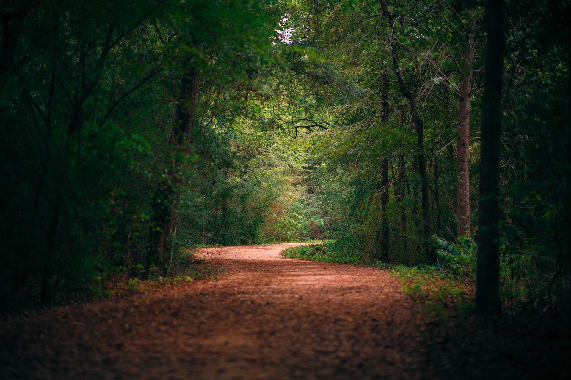 85mm Arboretum