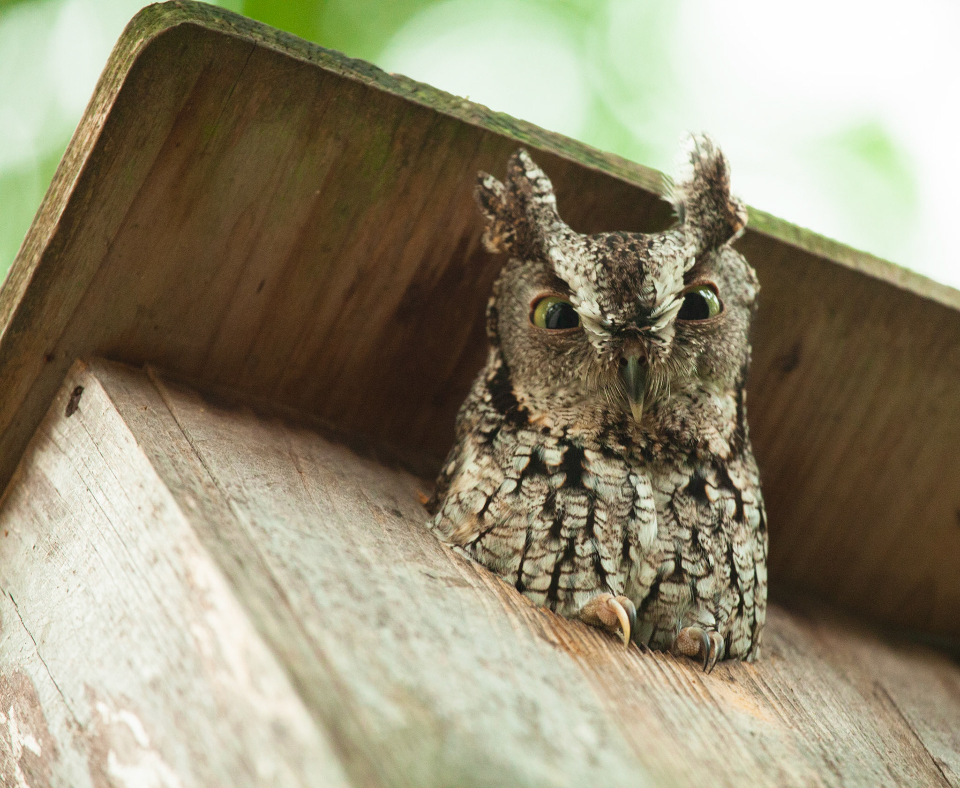Owl Invaders