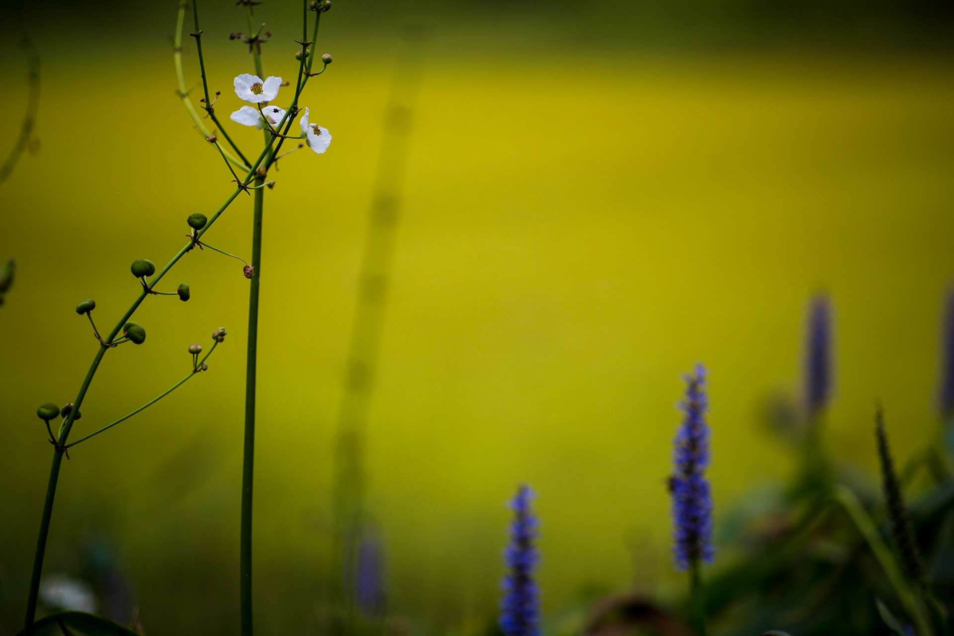 85mm Arboretum