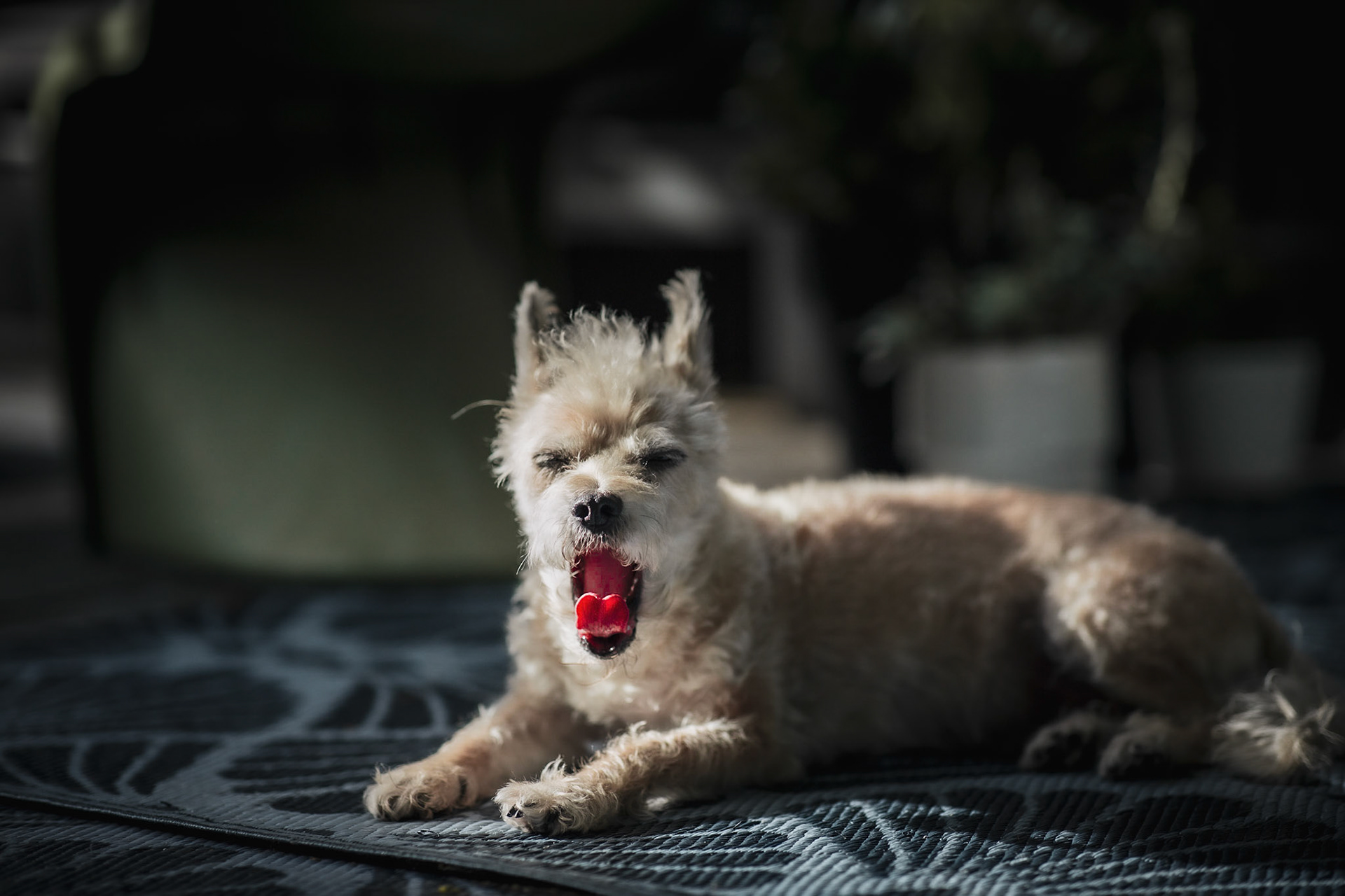 Tired Dog