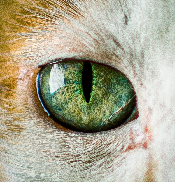 Fred Eye