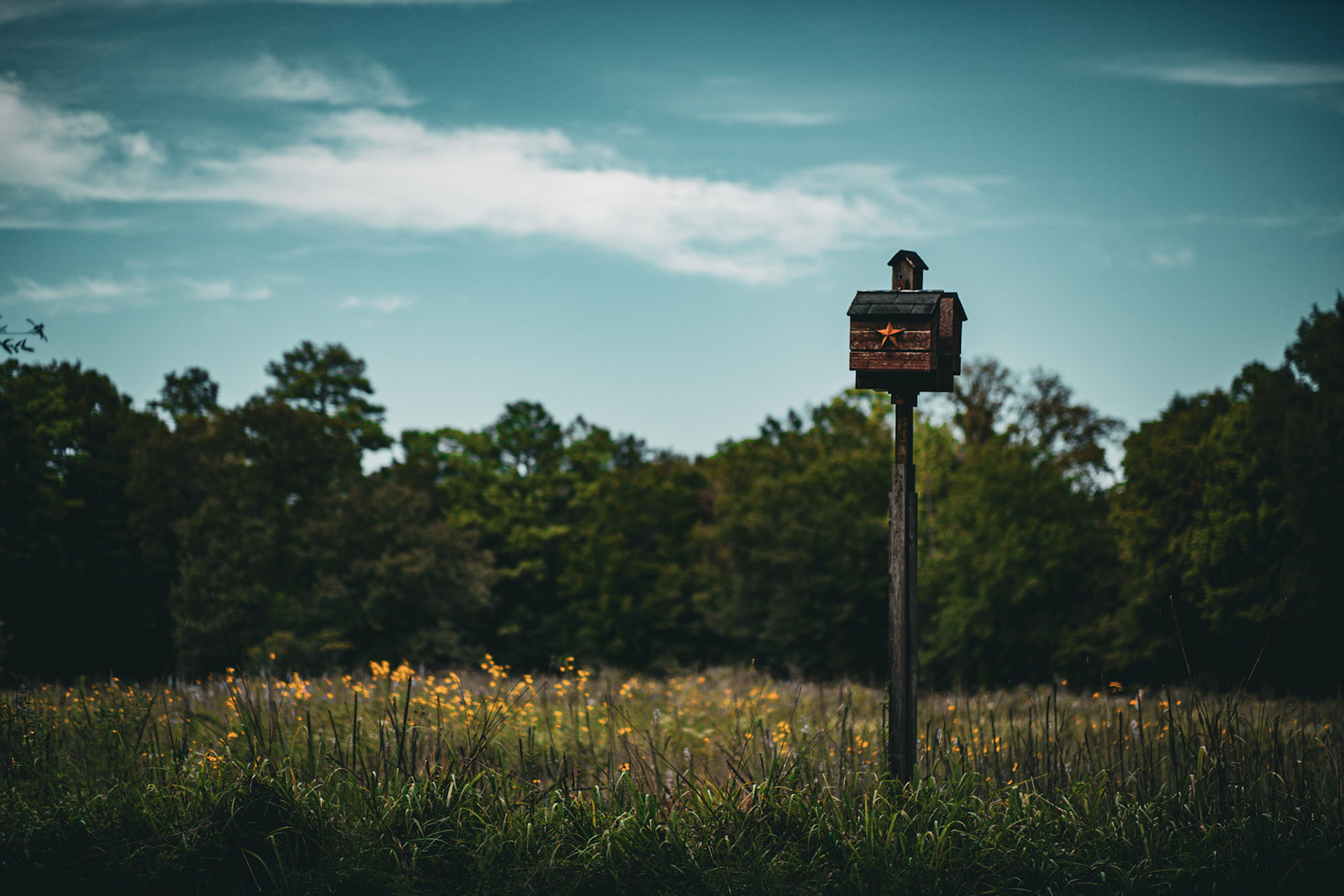85mm Arboretum