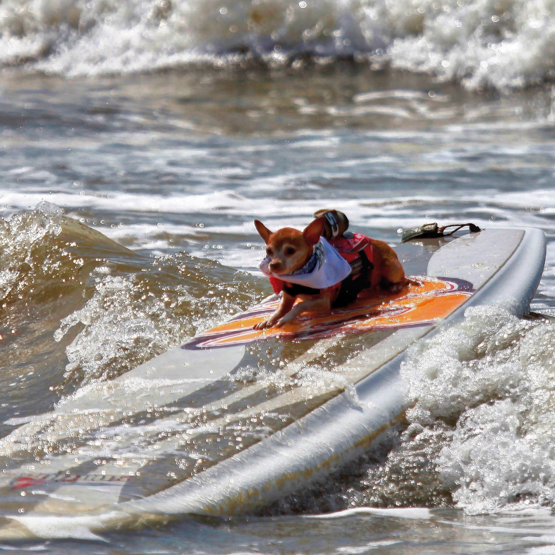 Dog Surfing