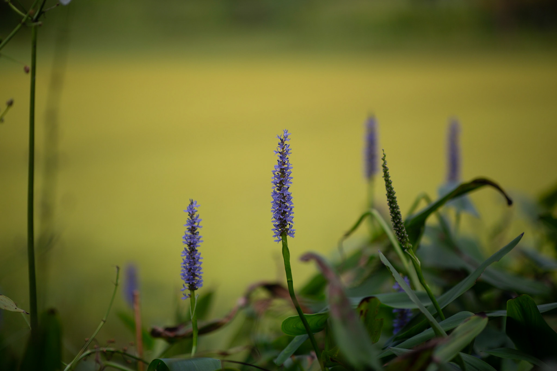 85mm Arboretum
