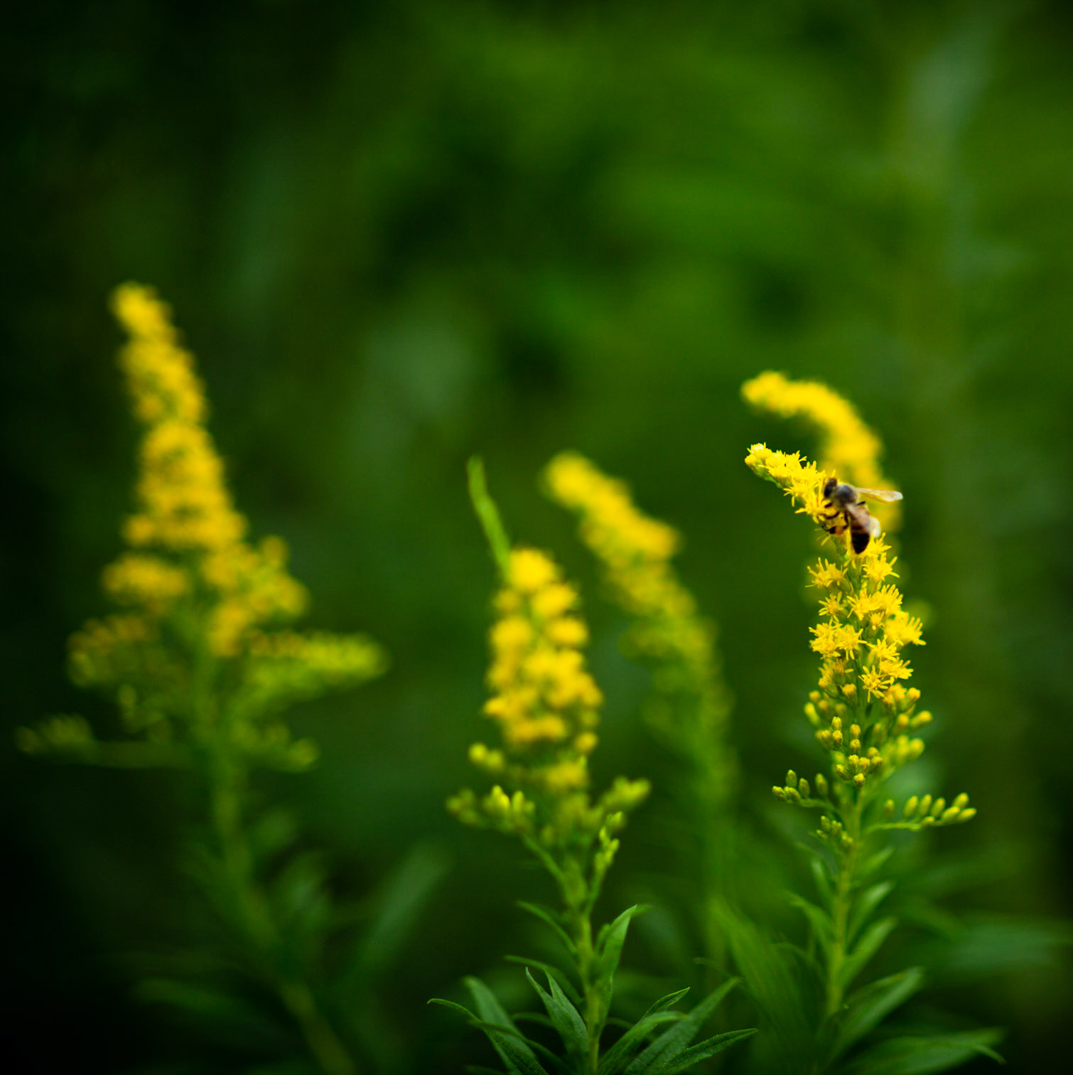 85mm Arboretum