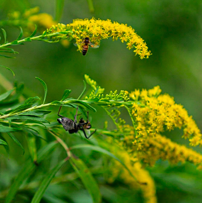 85mm Arboretum