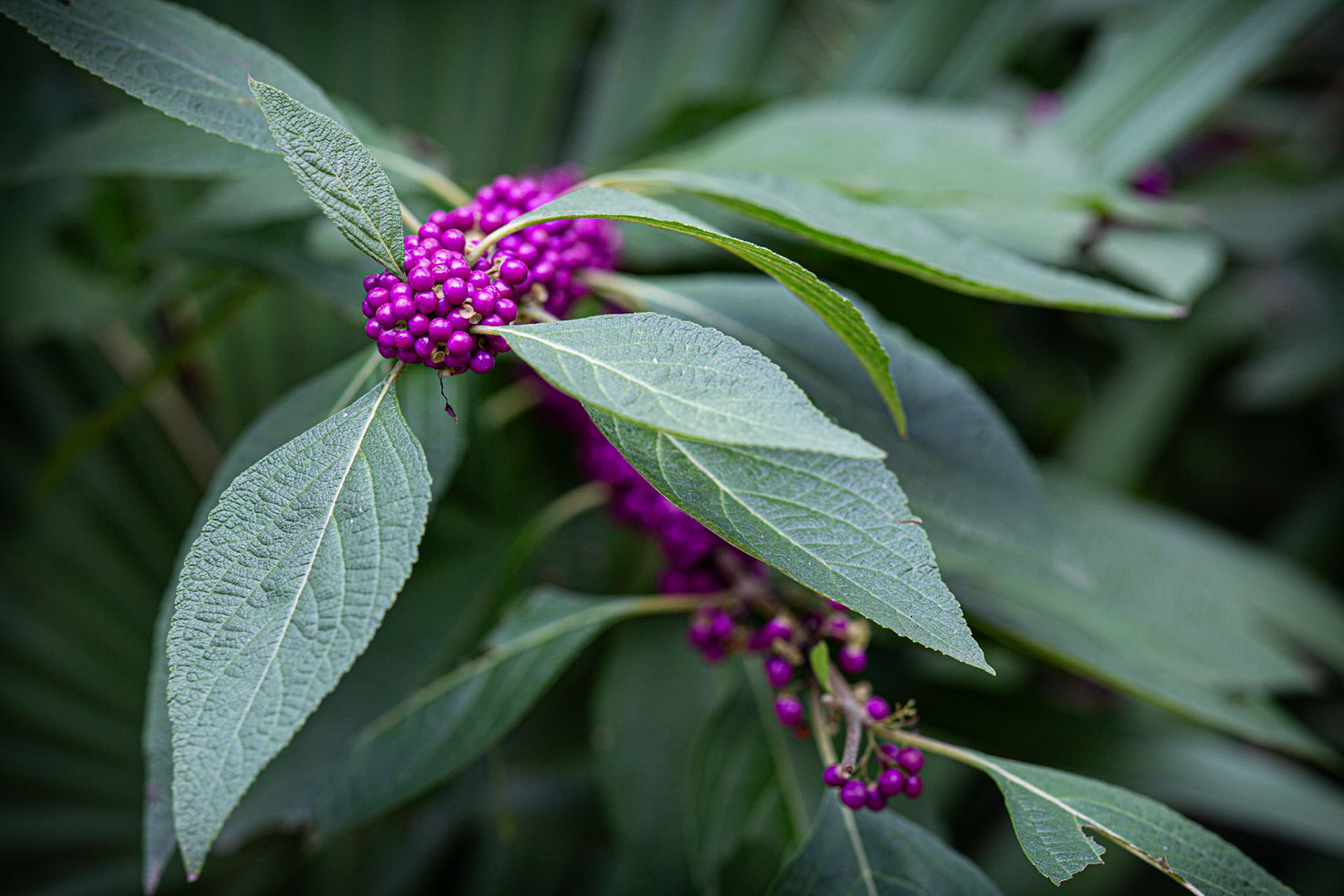 85mm Arboretum