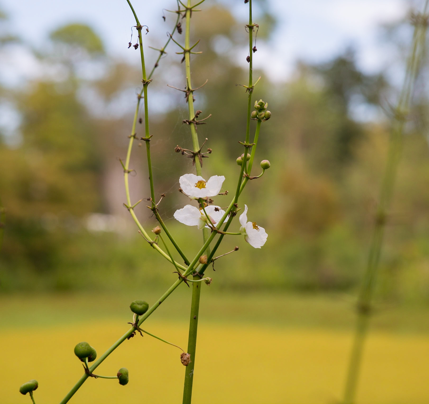85mm Arboretum
